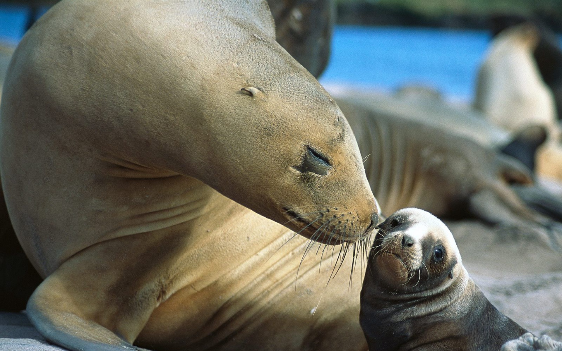 野生动物,海狮,儿童桌面专用