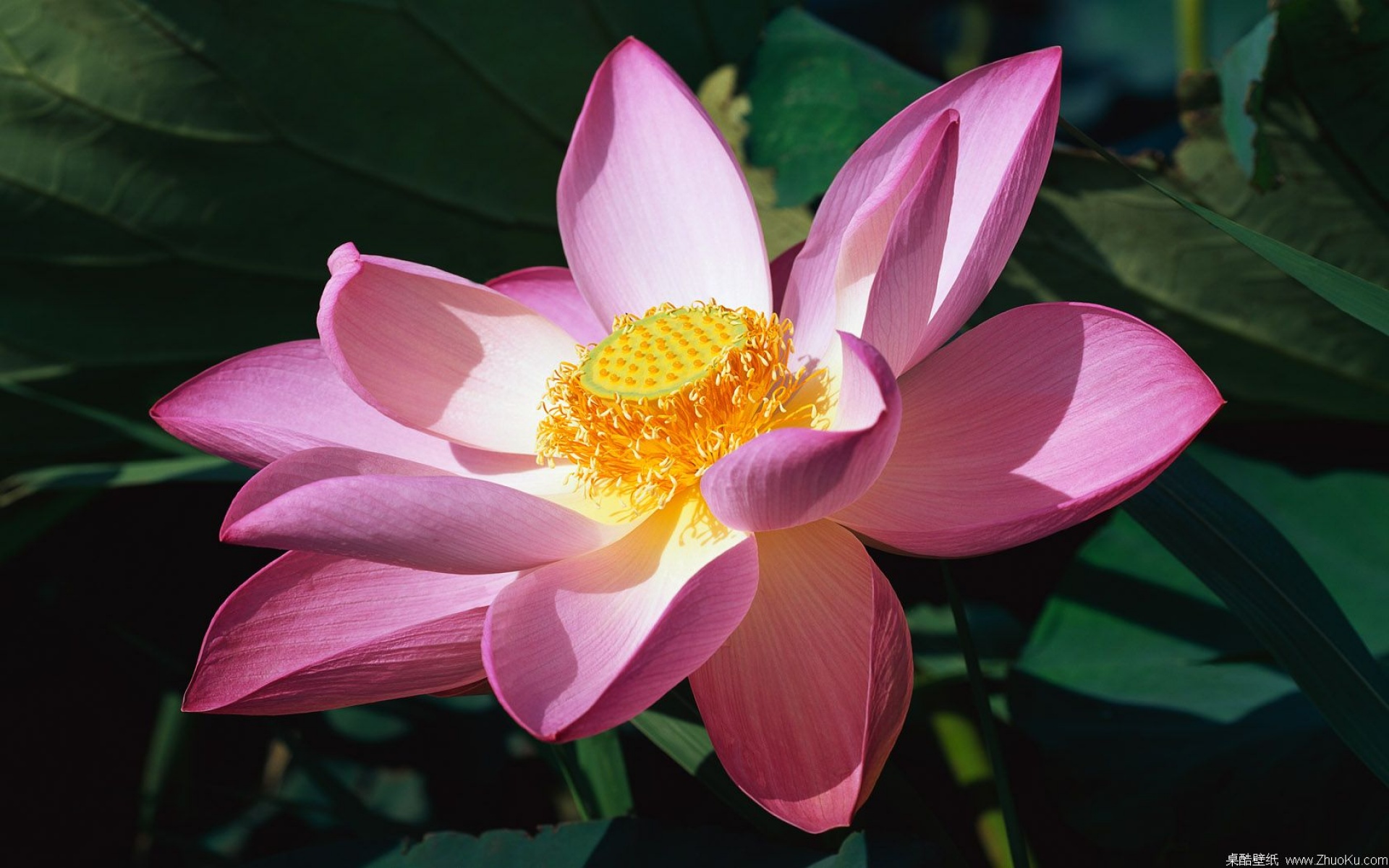 鸟语花香,儿童桌面专用