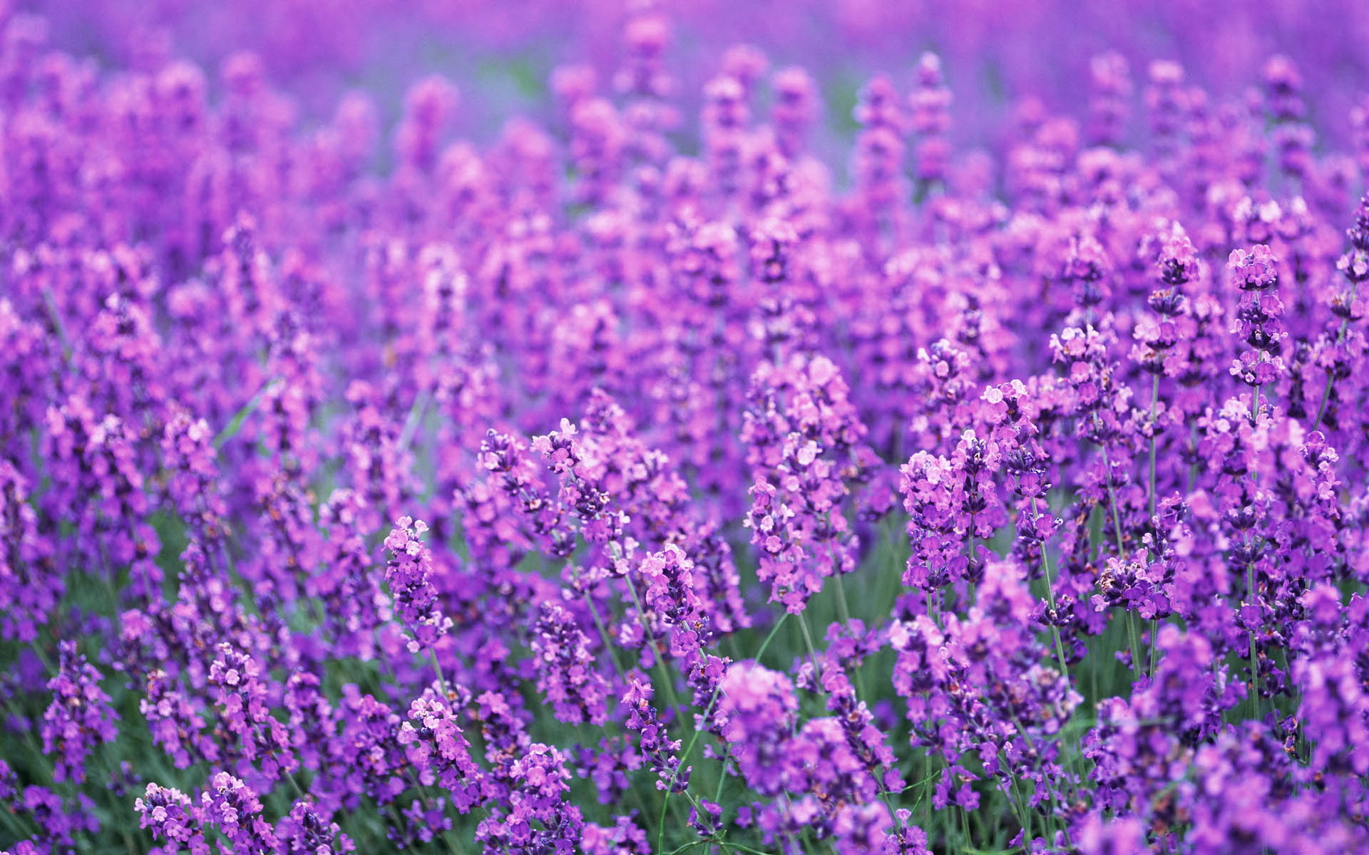 薰衣草,鸟语花香,儿童桌面专用