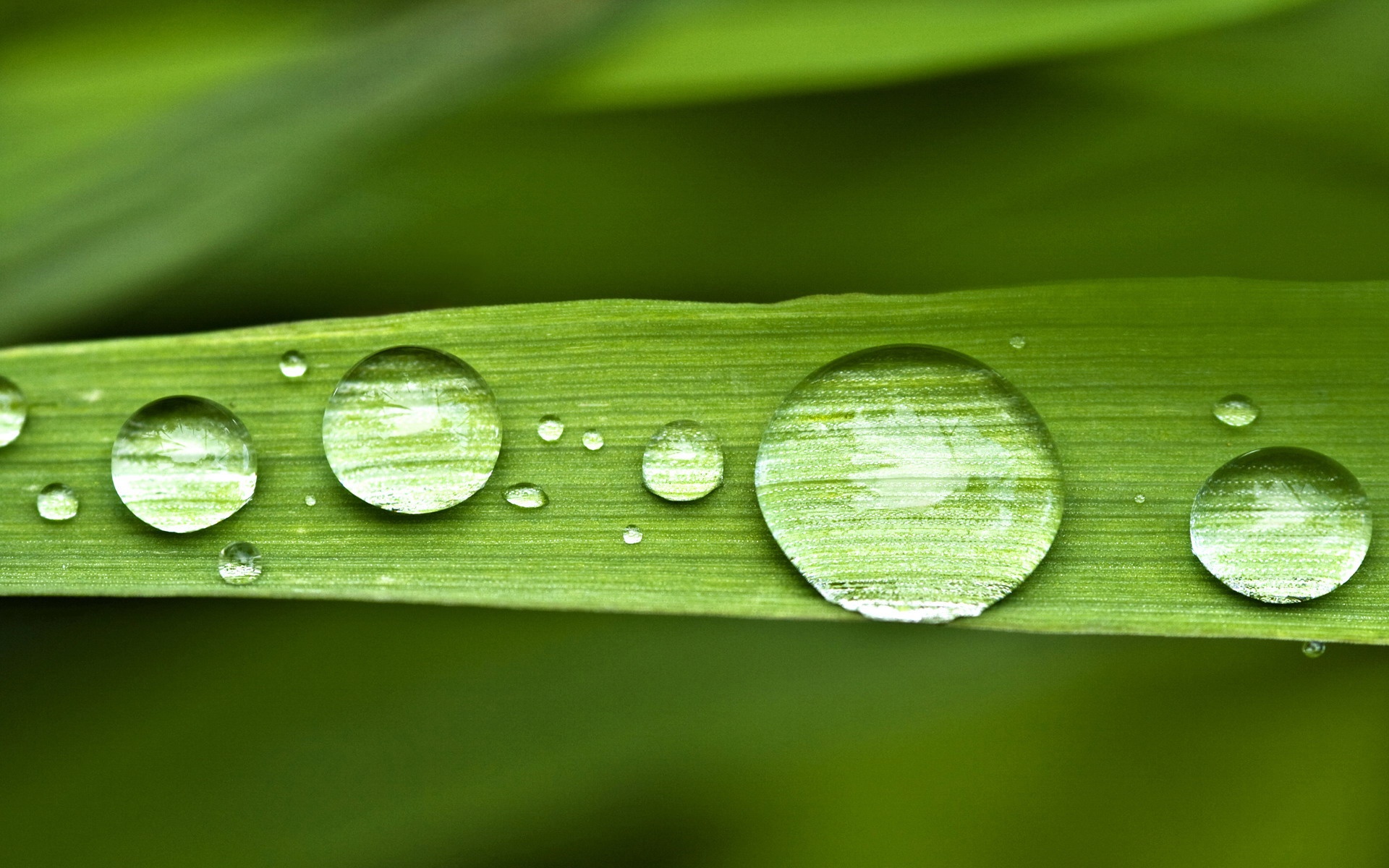 小清新,护眼壁纸,绿叶,儿童桌面专用