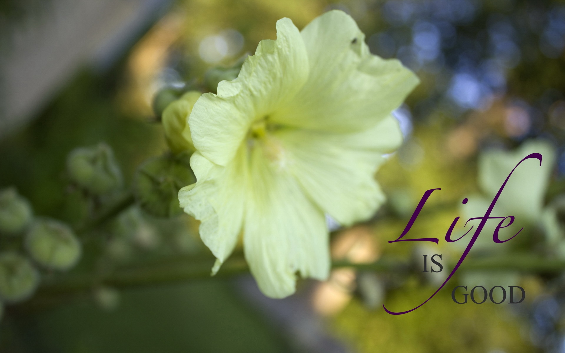 小清新,清新淡雅,花卉,儿童桌面专用