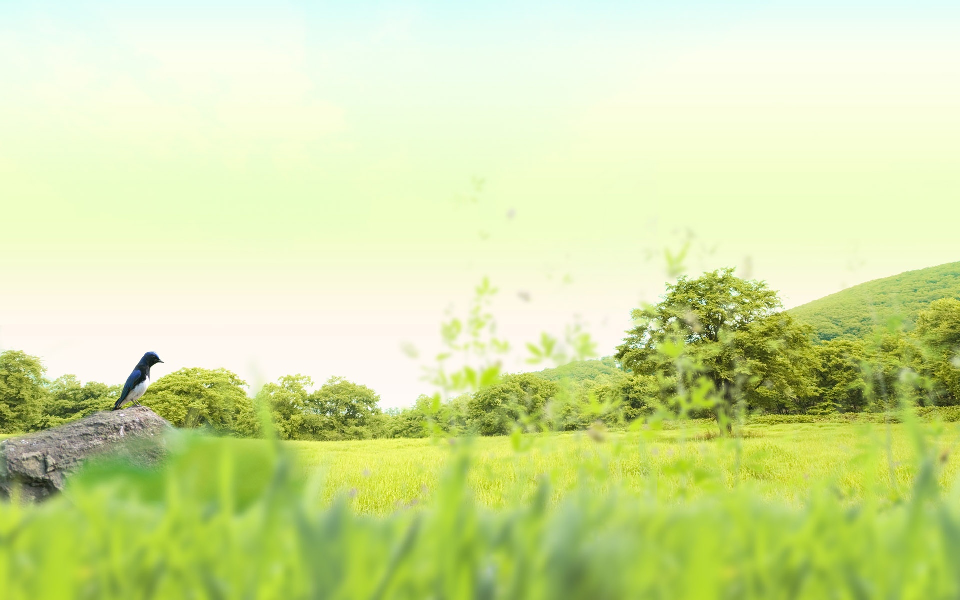 绿色,清新,大自然,健康,护眼,宽屏,2012Y十月31D,儿童桌面专用