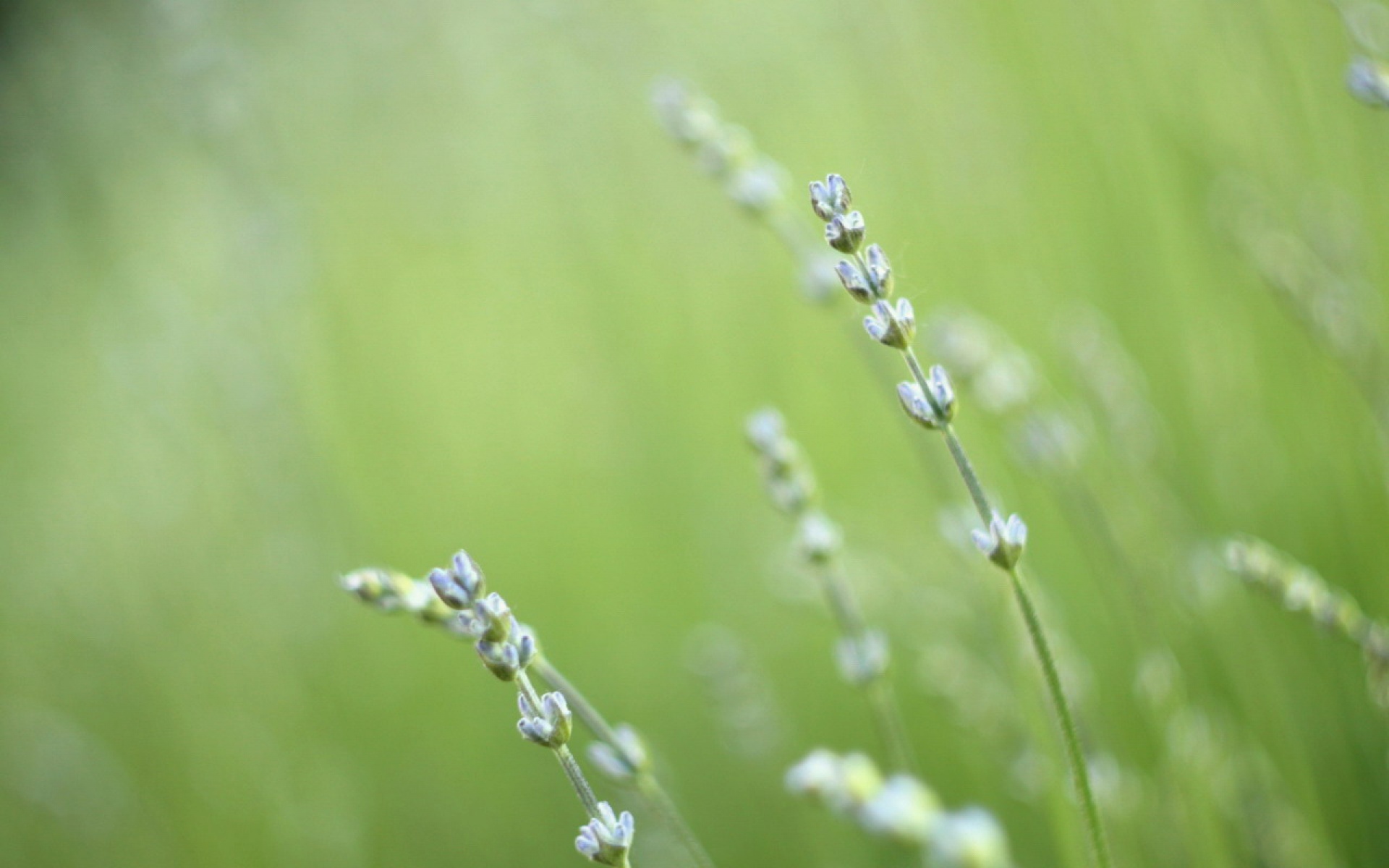 小清新,舒缓压力,绿色,植物,儿童桌面专用