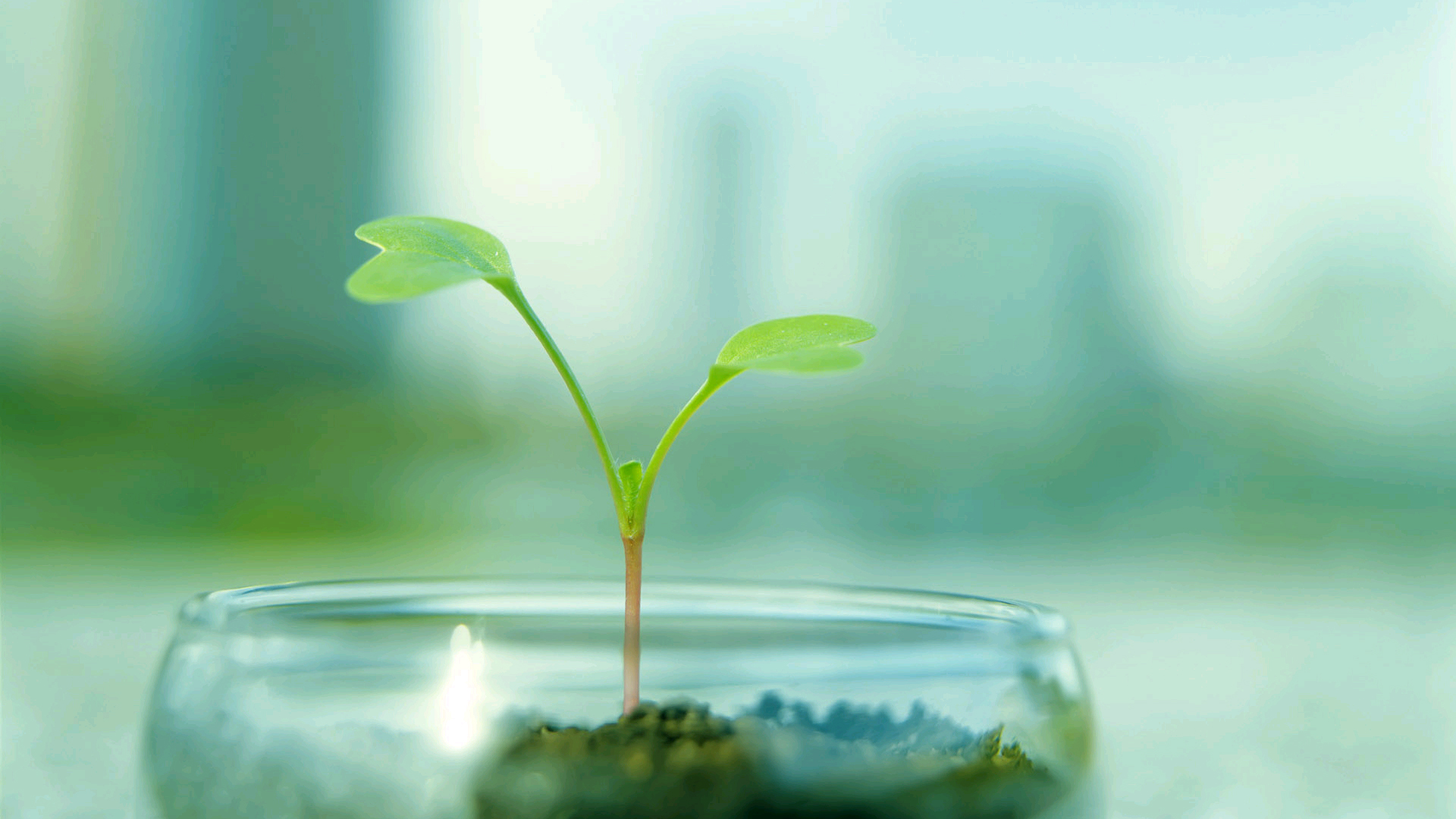 绿叶,新芽,嫩芽,护眼壁纸,儿童桌面专用