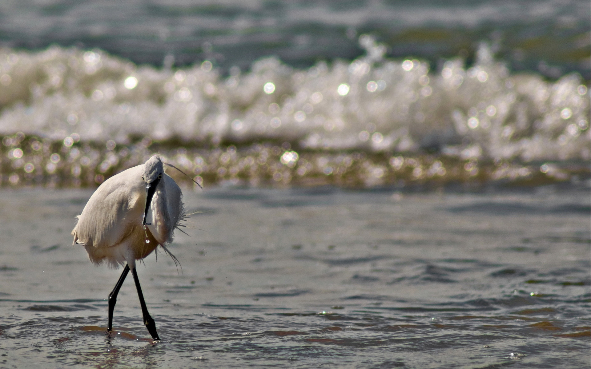 鸟类,鹤,小鸟天地,儿童桌面专用