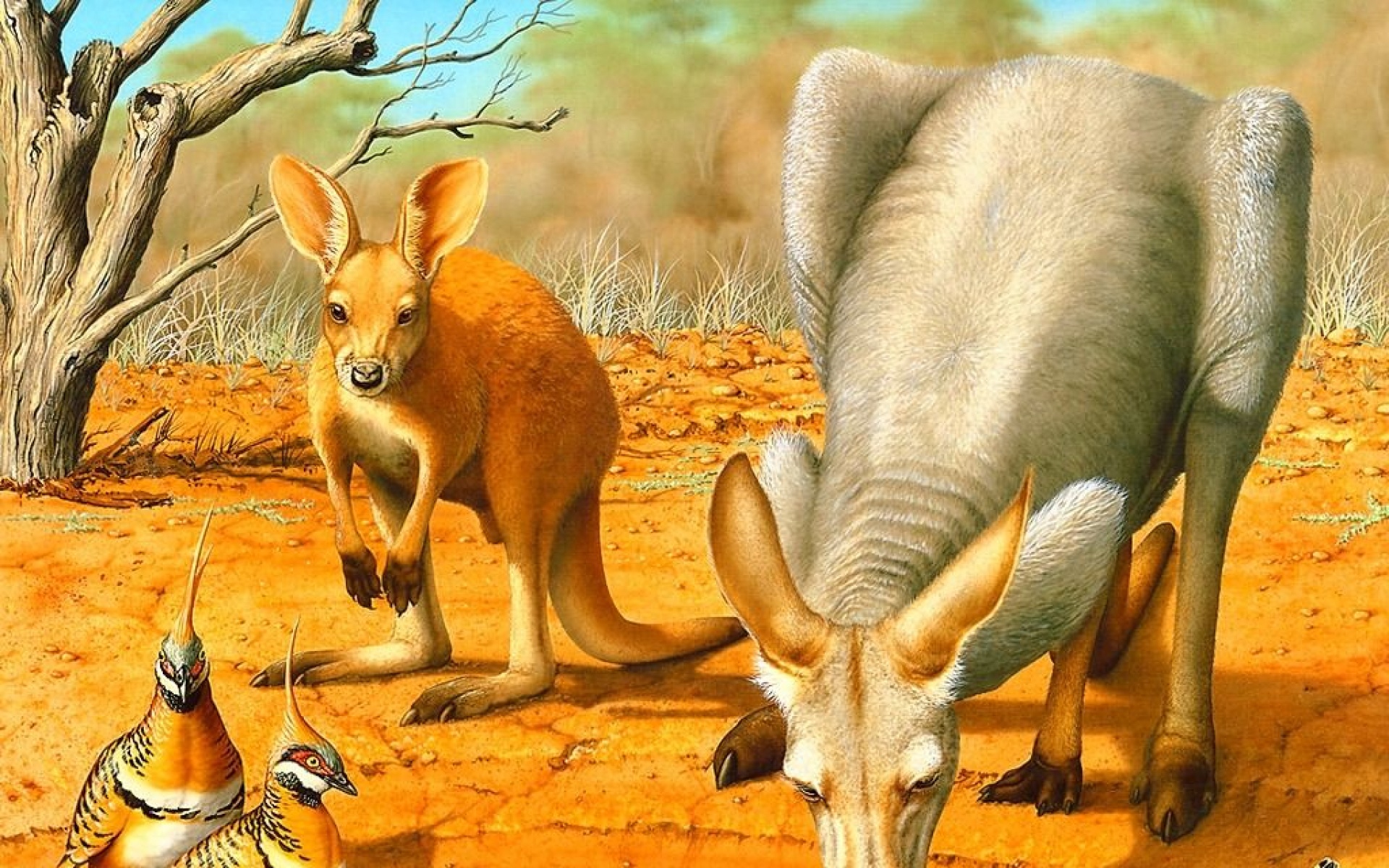 野生动物,袋鼠,儿童桌面专用