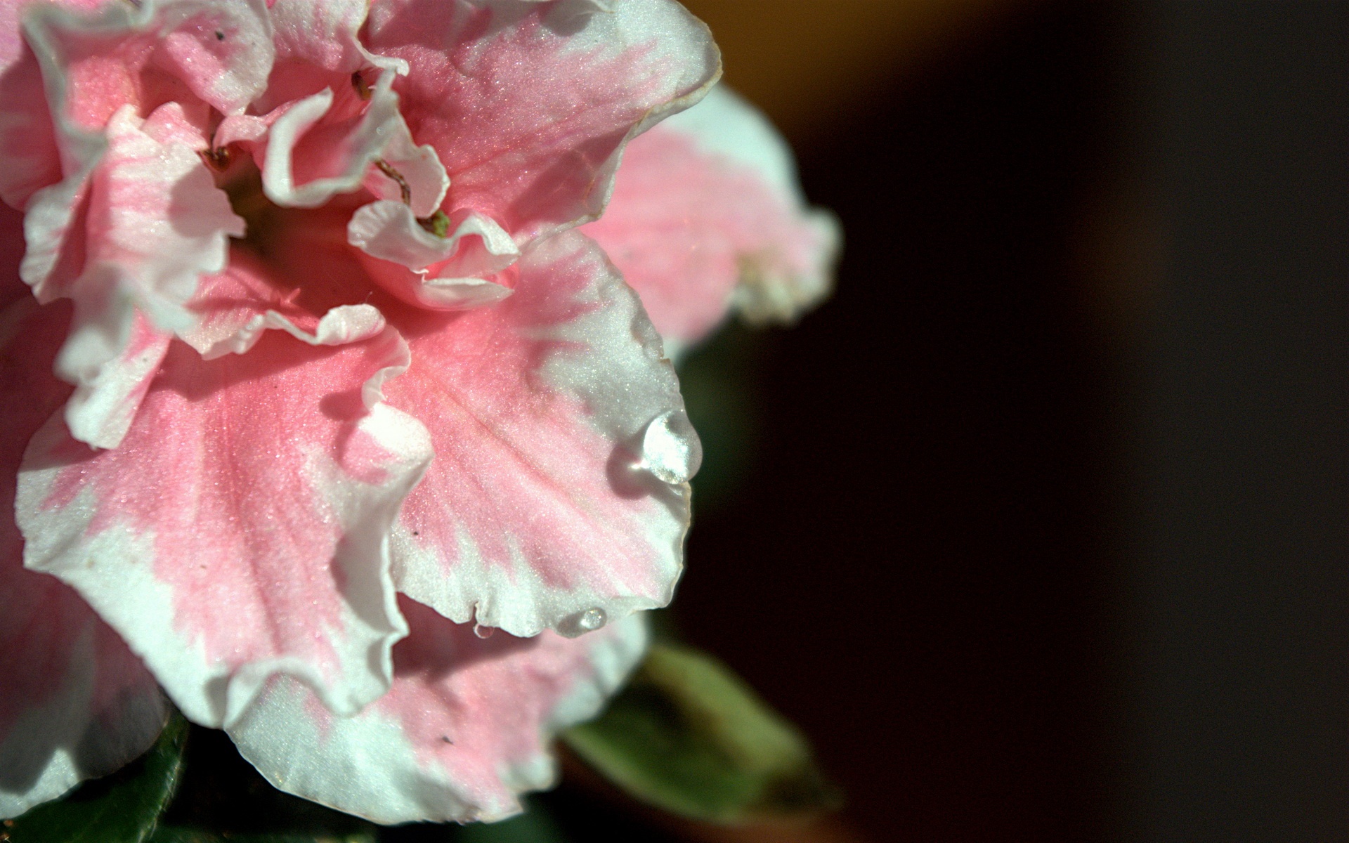 小清新,静物写真,静物,花卉,儿童桌面专用