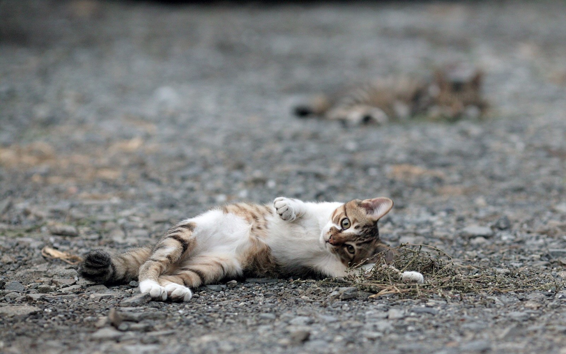 街角,小猫咪,摄影,高清,猫,动物,2012Y十月31D,儿童桌面专用