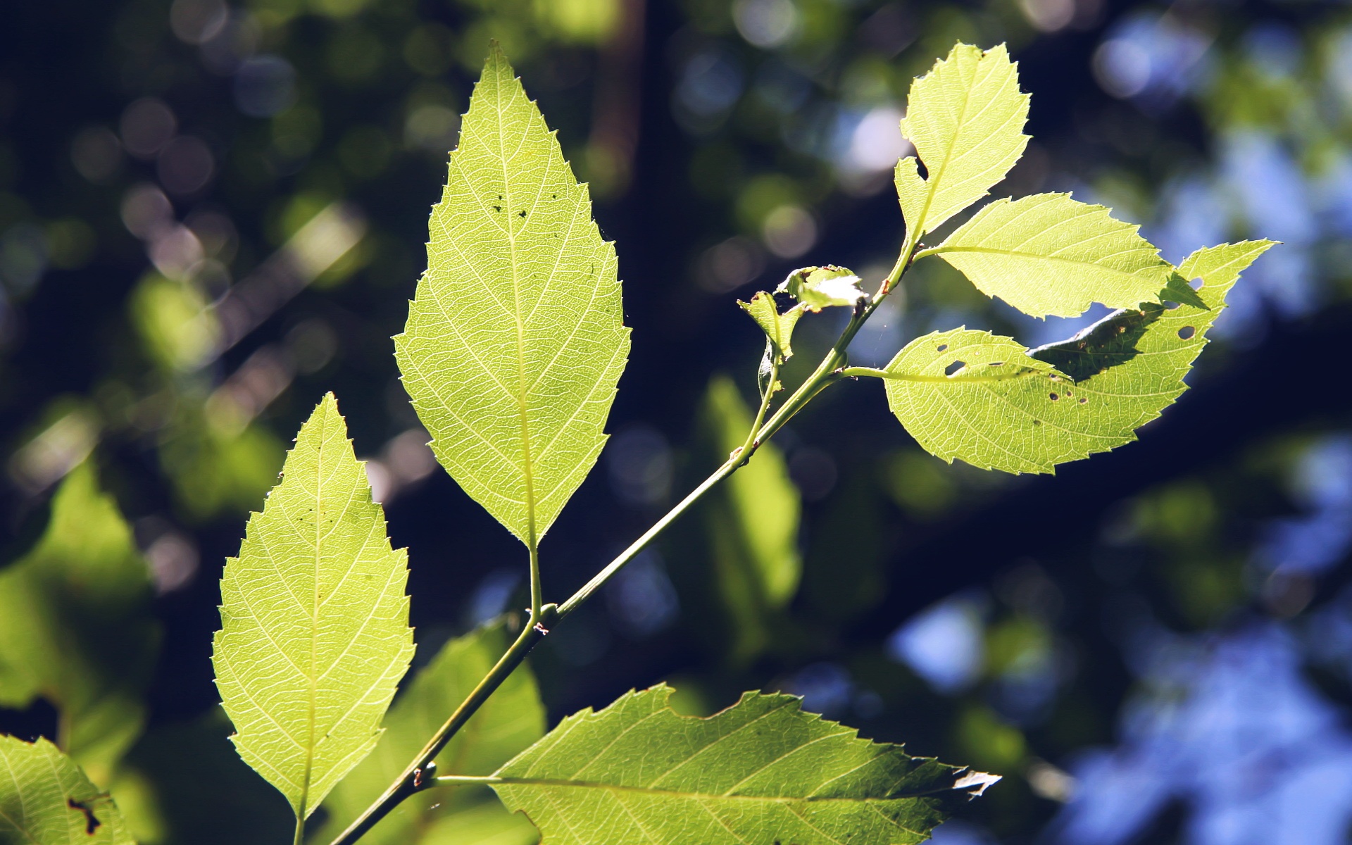 护眼壁纸,儿童桌面专用