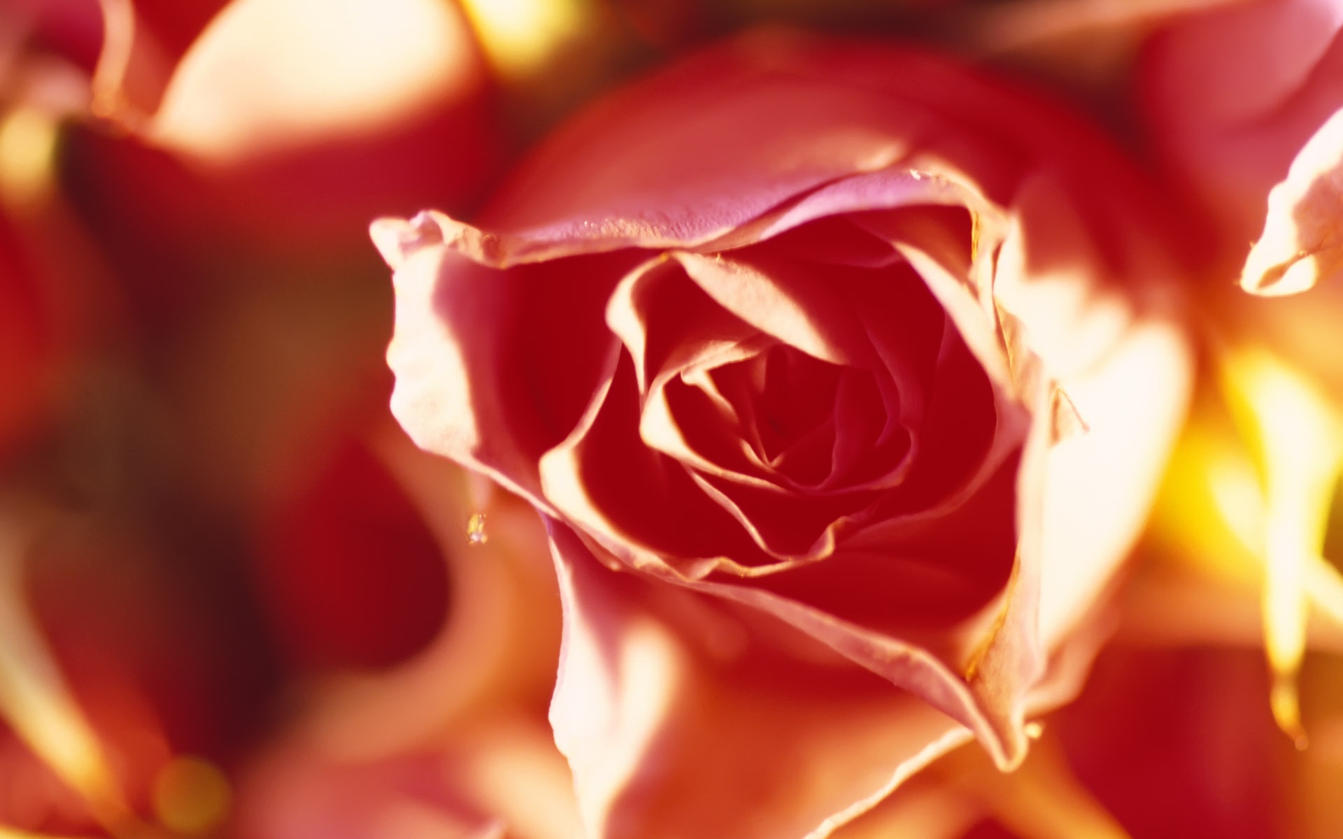 高清,树叶,绿叶,微距,摄影,宽屏,2012Y十月31D,儿童桌面专用