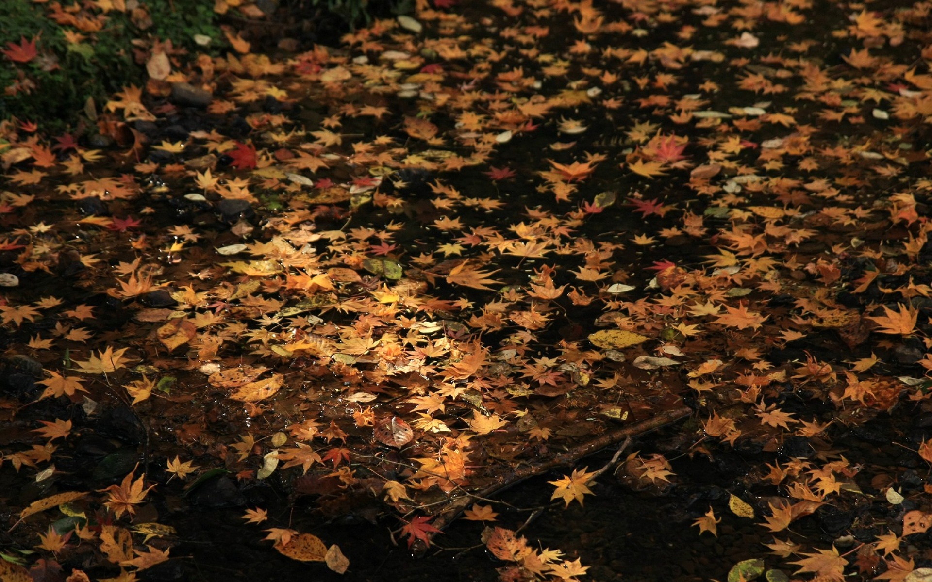 小清新,静物写真,枫叶