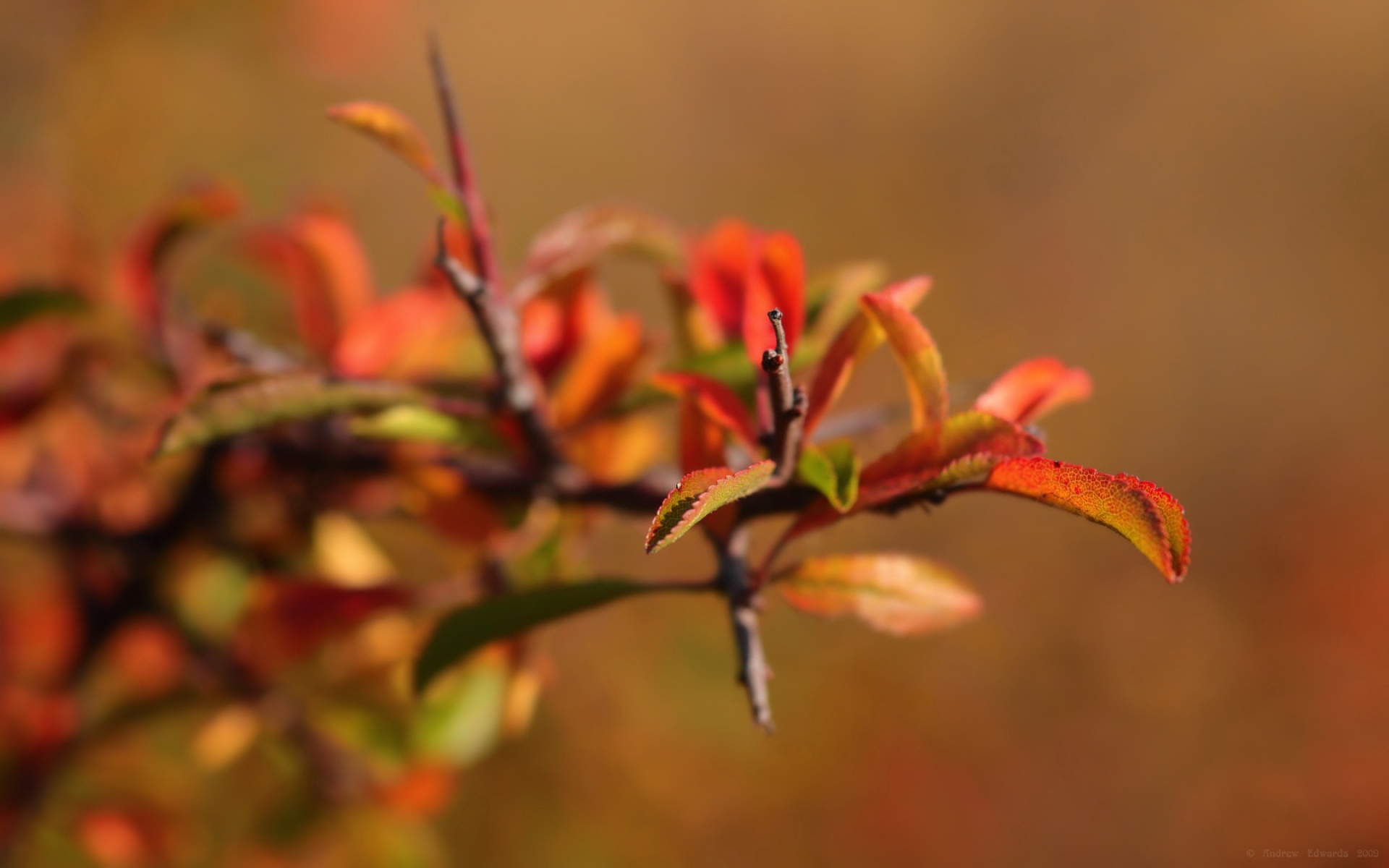 小清新,清新淡雅,绿色,植物,儿童桌面专用
