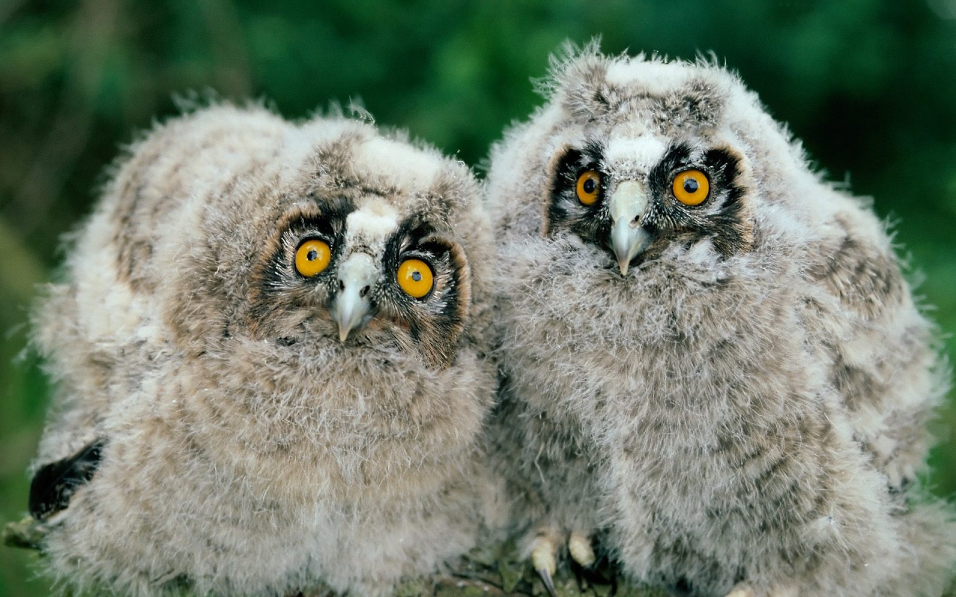 萌宠动物,野生动物,儿童桌面专用