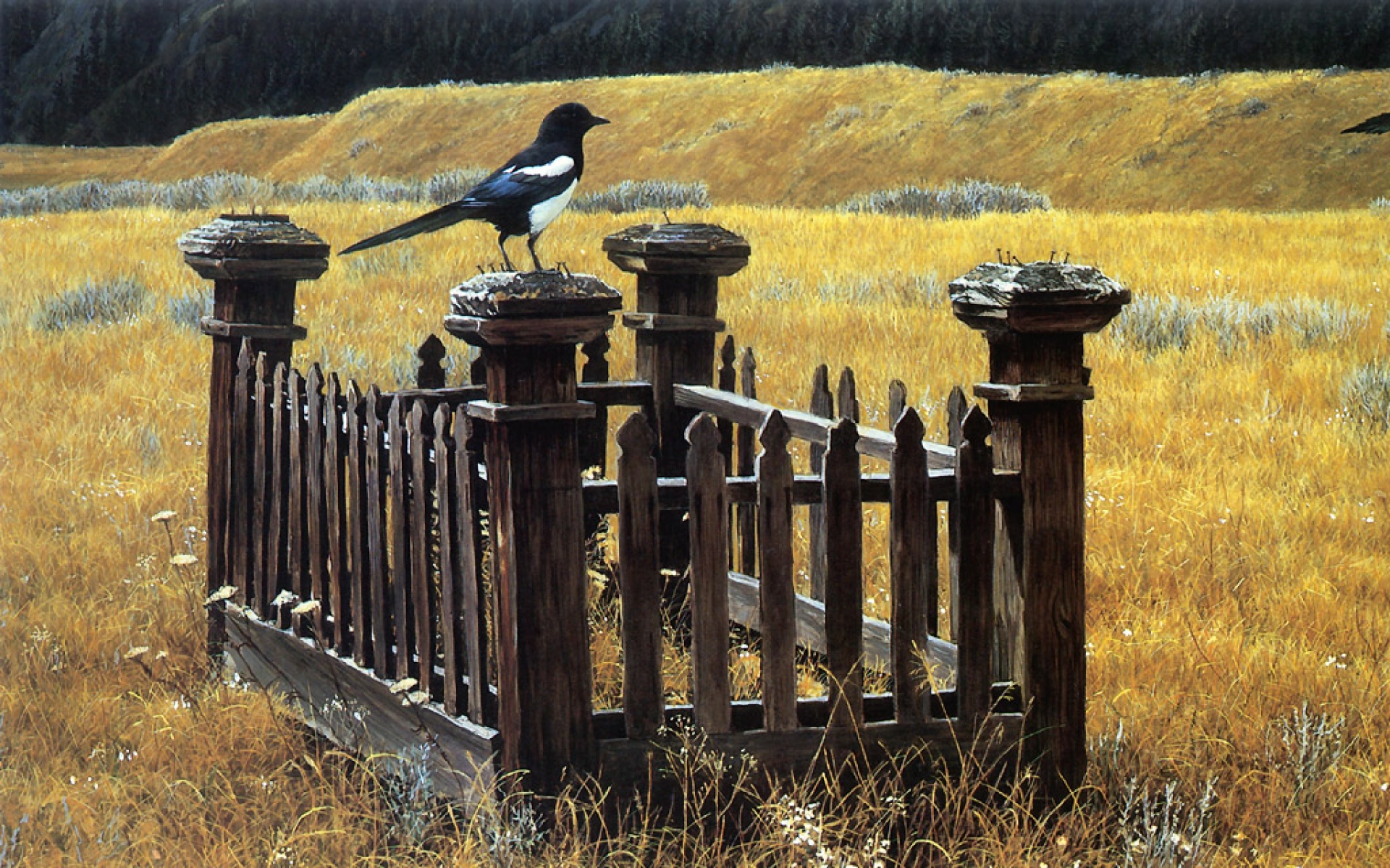 动物,绘画,风格,2012Y十一月04D,儿童桌面专用