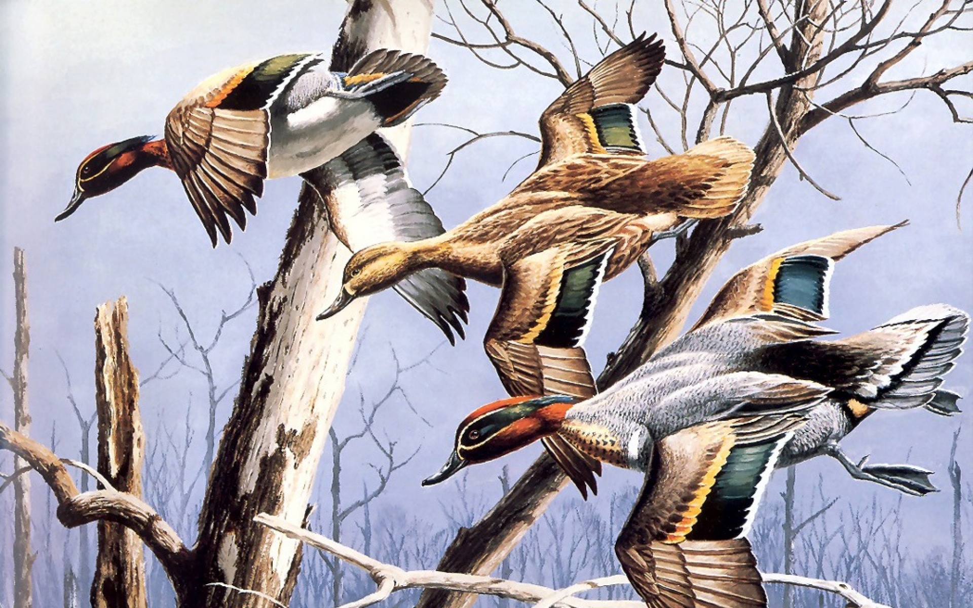 动物,绘画,风格,2012Y十一月08D,儿童桌面专用