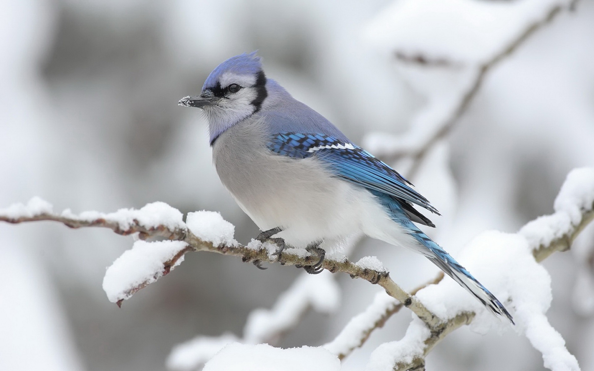 精美,动物,高清,宽屏,2012Y十一月03D,儿童桌面专用