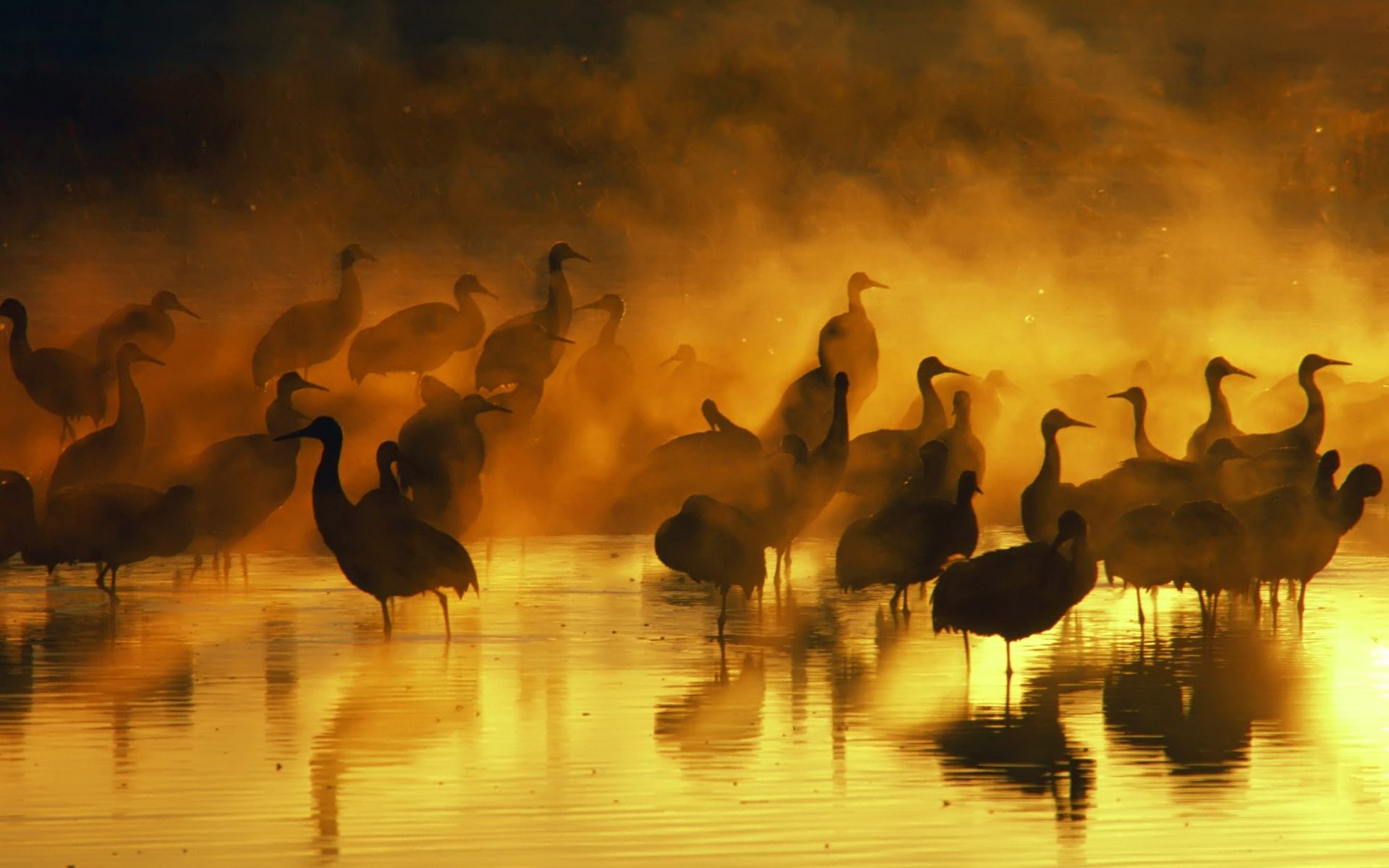 宽屏,动物,2012Y十一月08D,儿童桌面专用