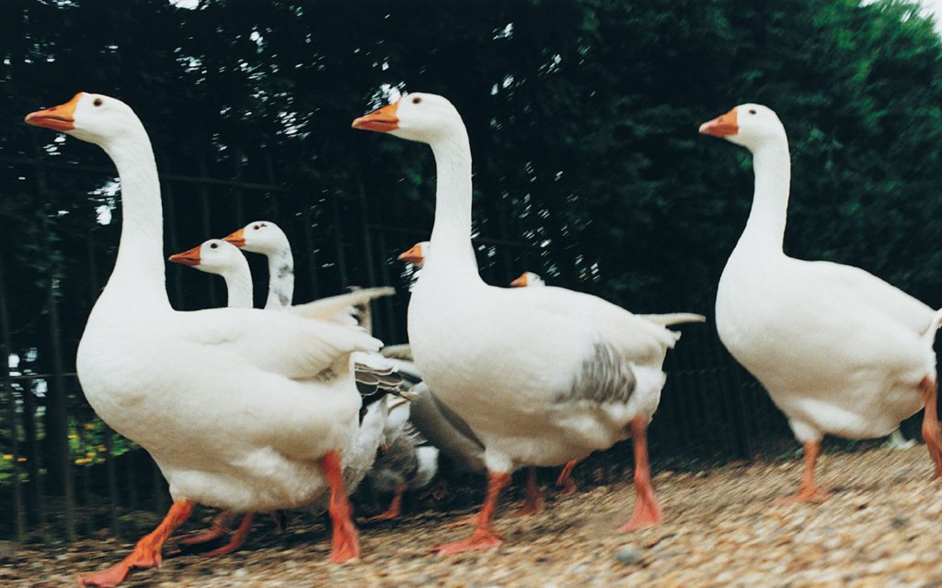小鸟天地,鸭子,儿童桌面专用