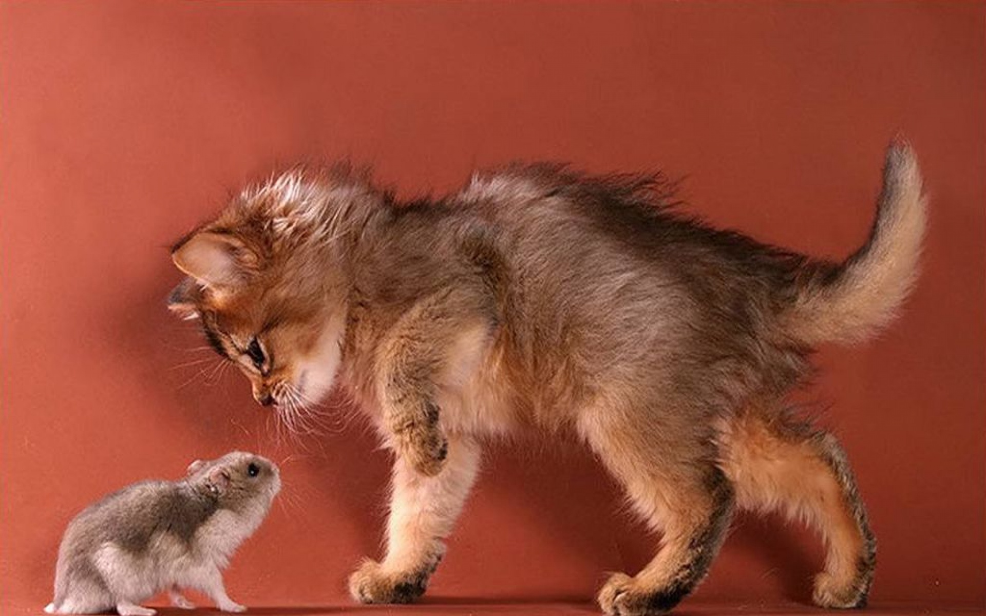 喵星人,古灵精怪,儿童桌面专用