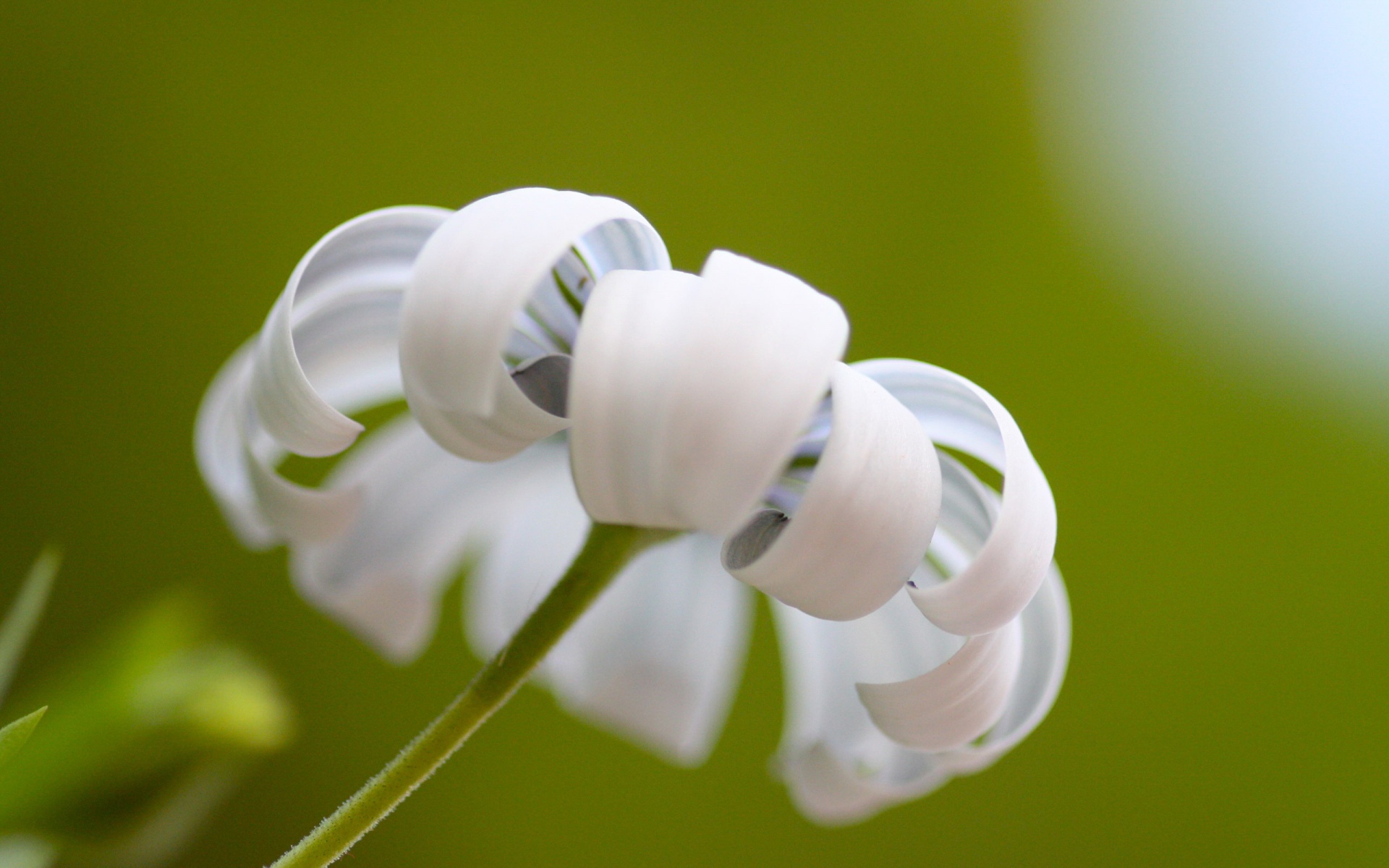 小清新,静物写真,花卉,儿童桌面专用