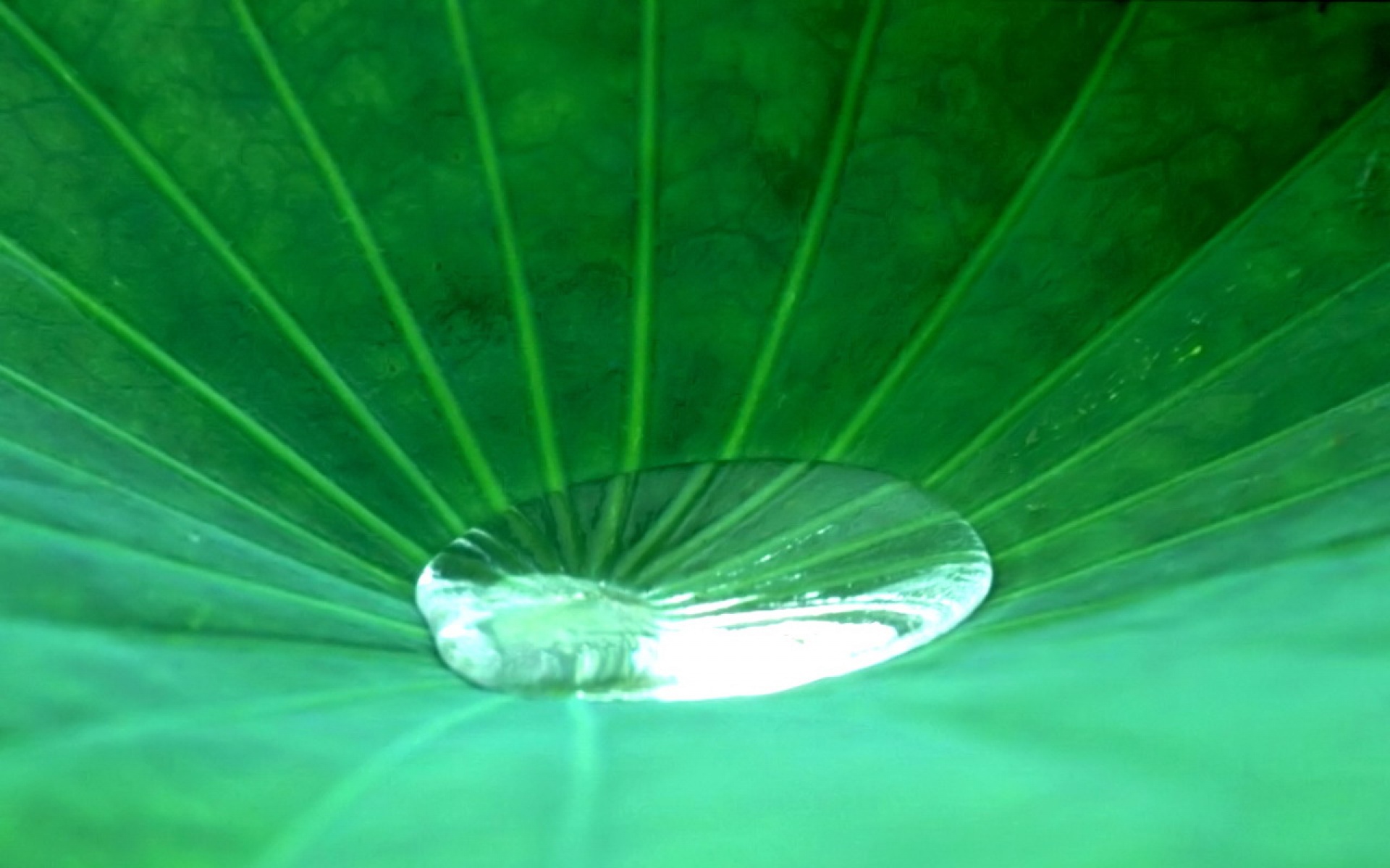 小清新,护眼壁纸,绿色,儿童桌面专用