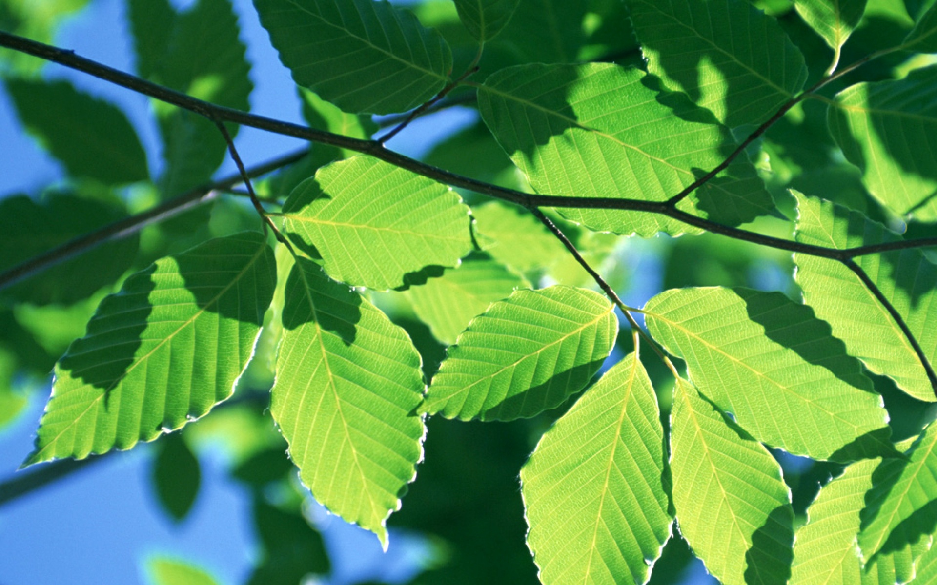 小清新,护眼壁纸,绿色,儿童桌面专用