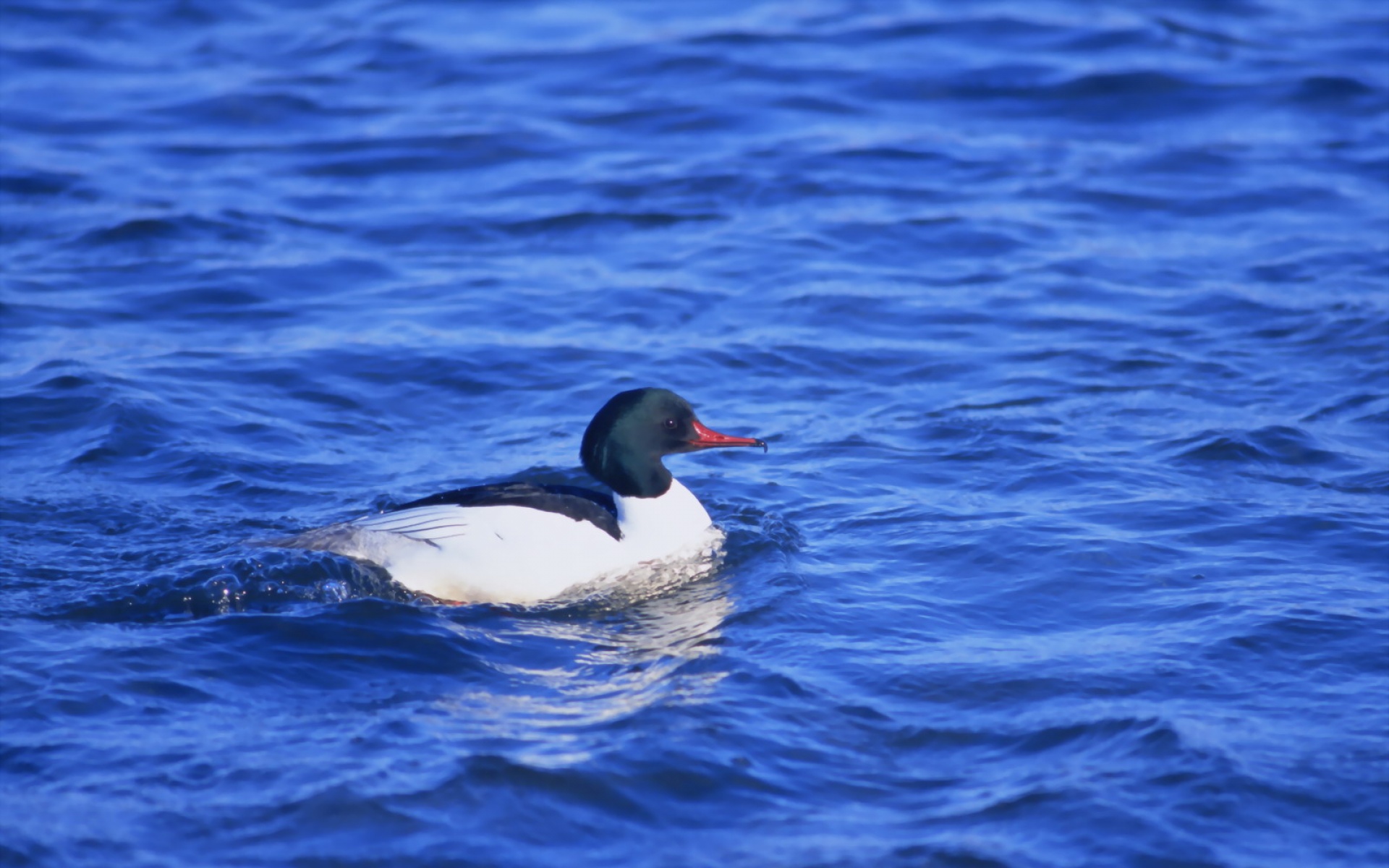 高清,鸟,动物,摄影,2012Y十一月04D,儿童桌面专用