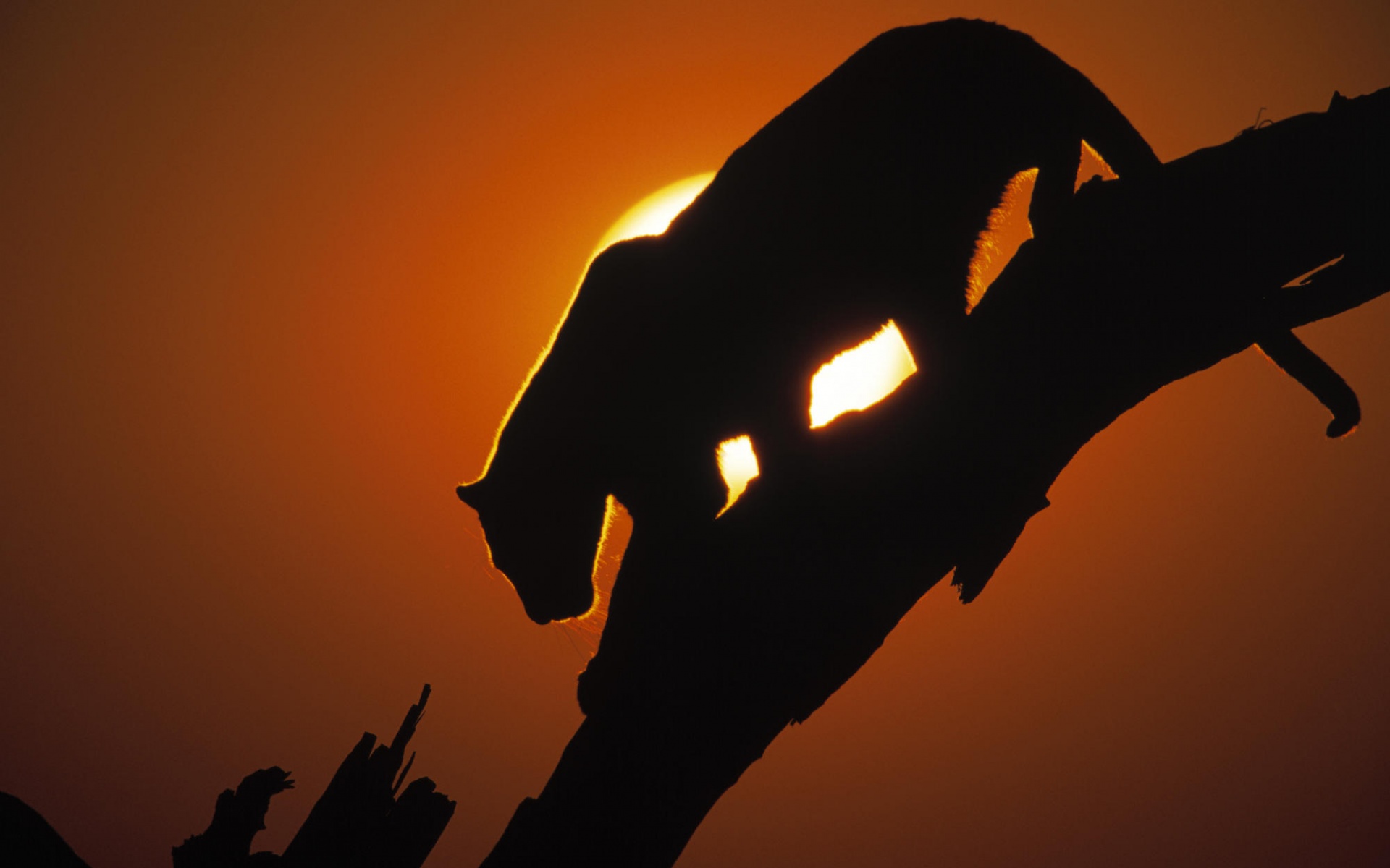 雪豹,动物,2012Y十一月04D,儿童桌面专用