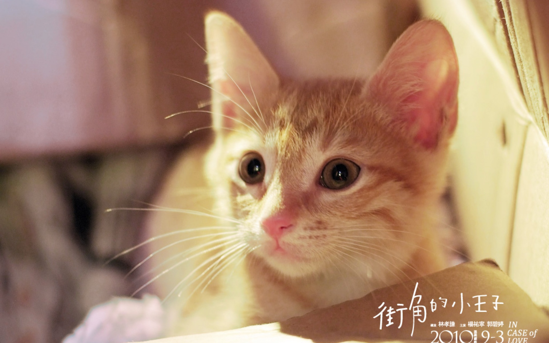 街角的小王子,影视,电影,2012Y十月30D