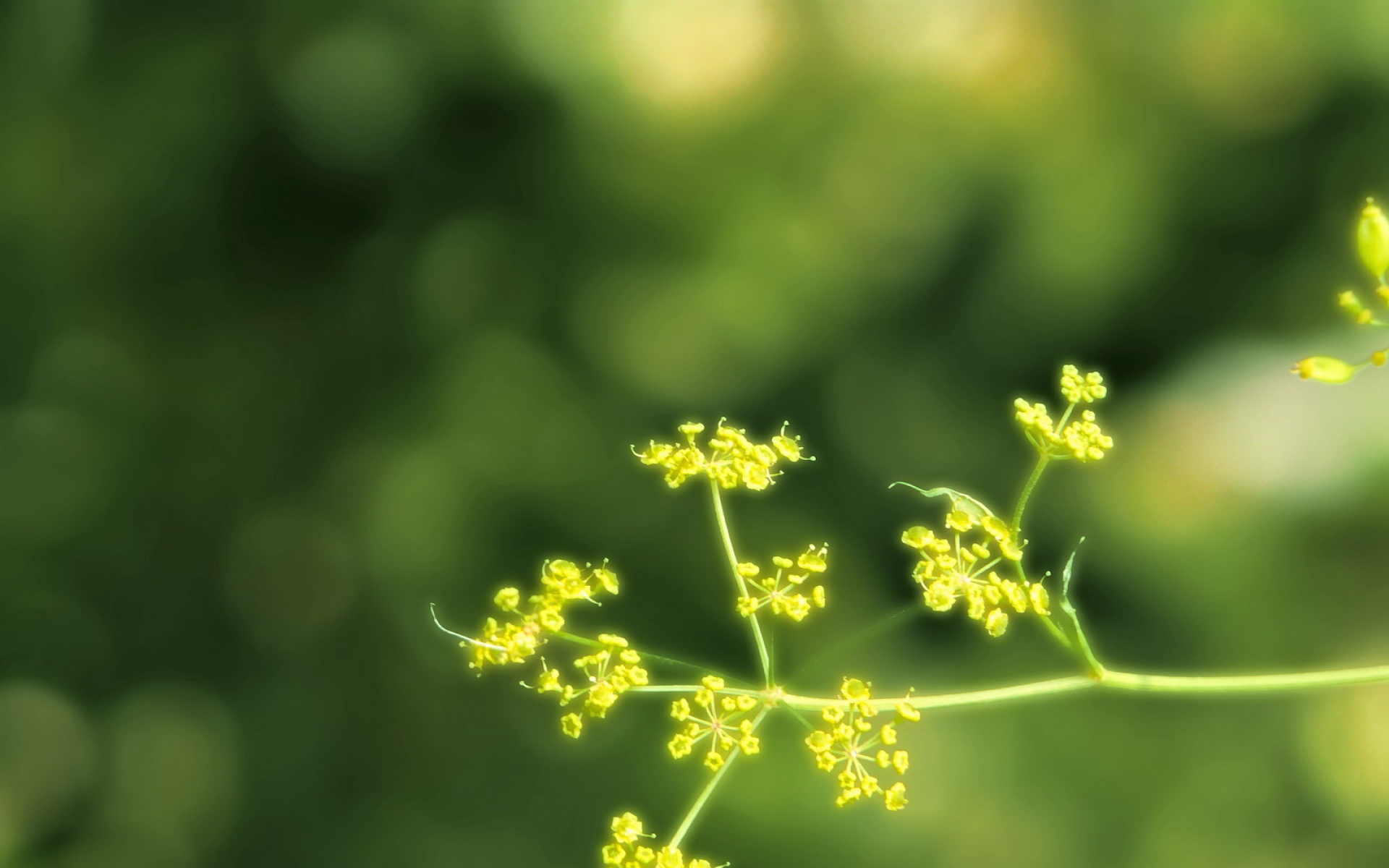 小清新,清新淡雅,绿色,花卉,儿童桌面专用