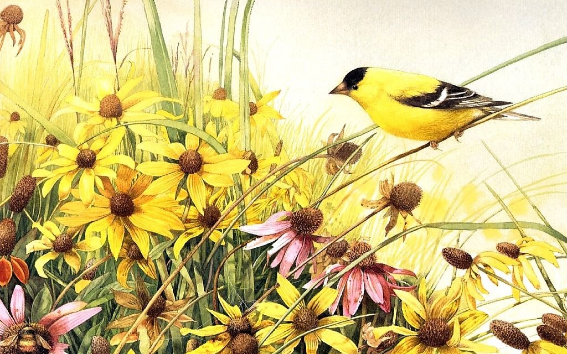 小鸟天地,鸟,儿童桌面专用