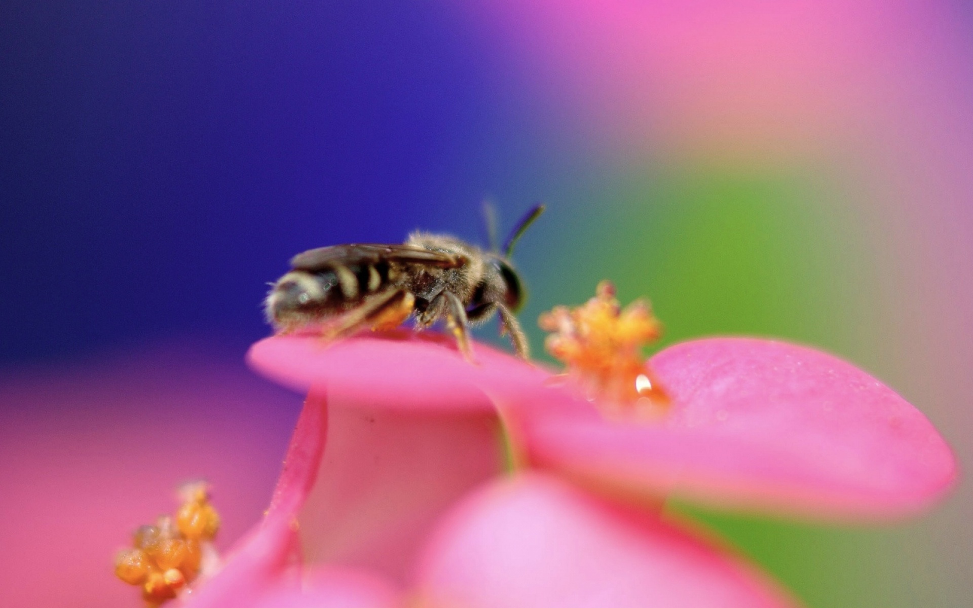 高清,动物,2012Y十一月11D,儿童桌面专用