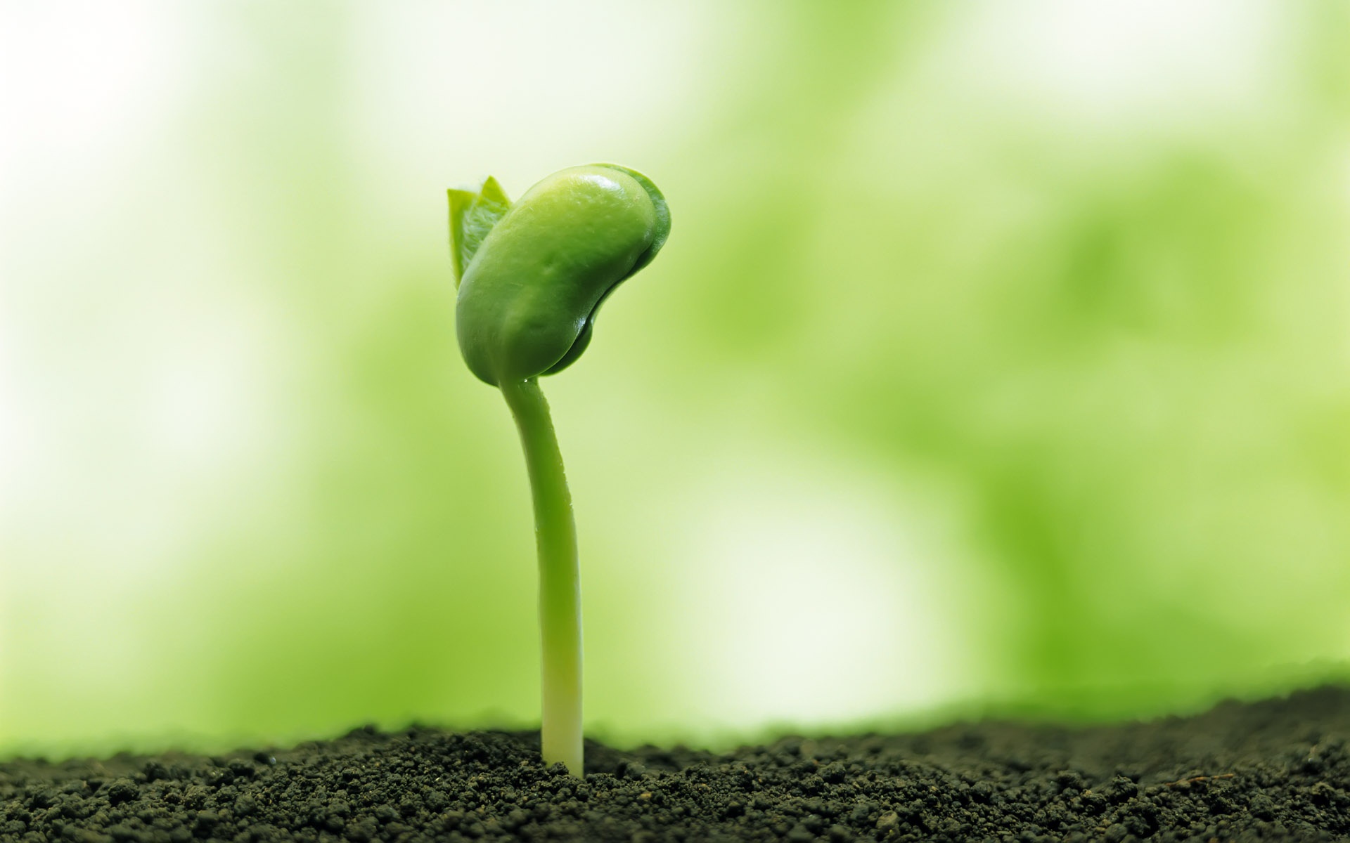 小清新,护眼壁纸,儿童桌面专用