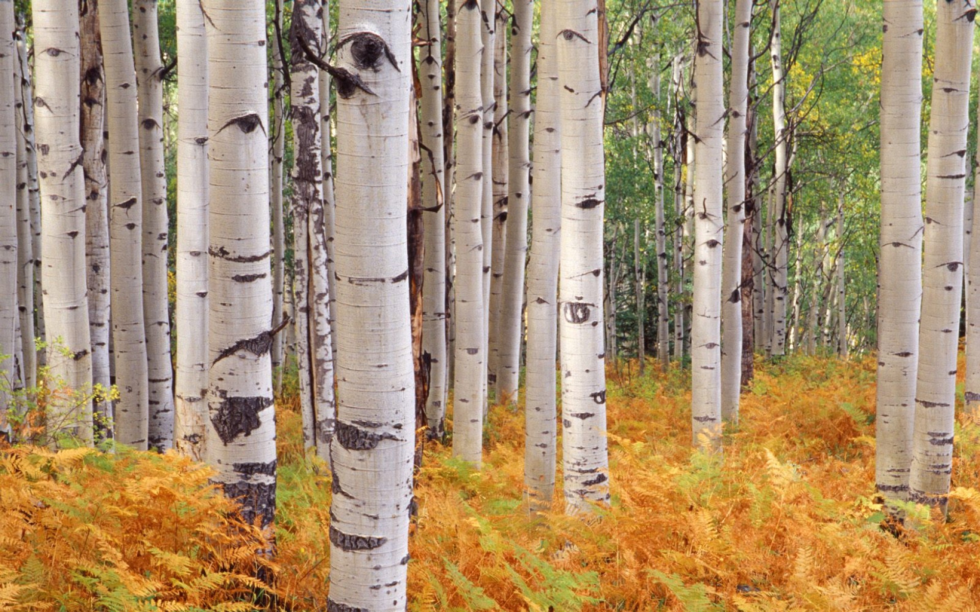 风景,秋意正浓,2012Y十一月05D,儿童桌面专用
