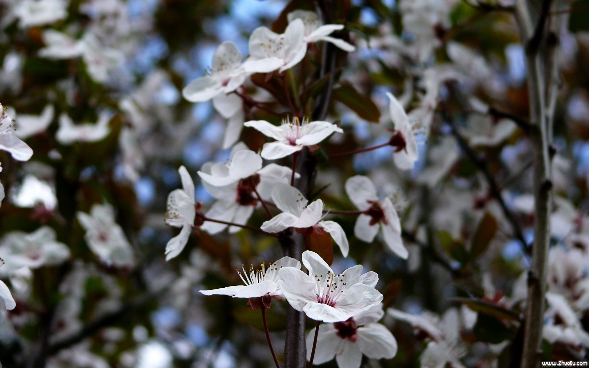 小清新,鸟语花香,花卉,儿童桌面专用