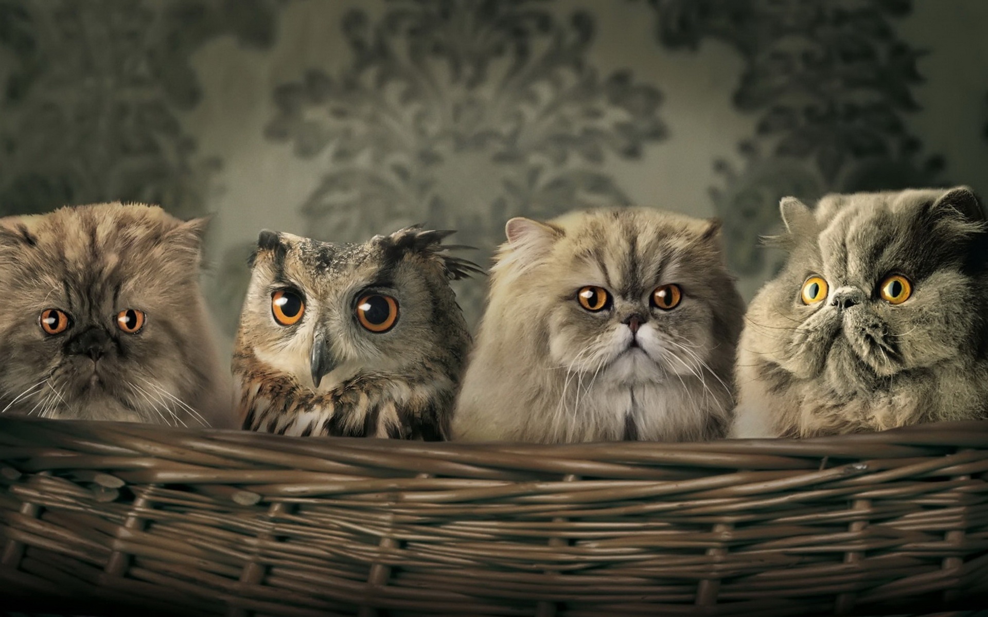 精美,动物,高清,宽屏,2012Y十一月03D,儿童桌面专用