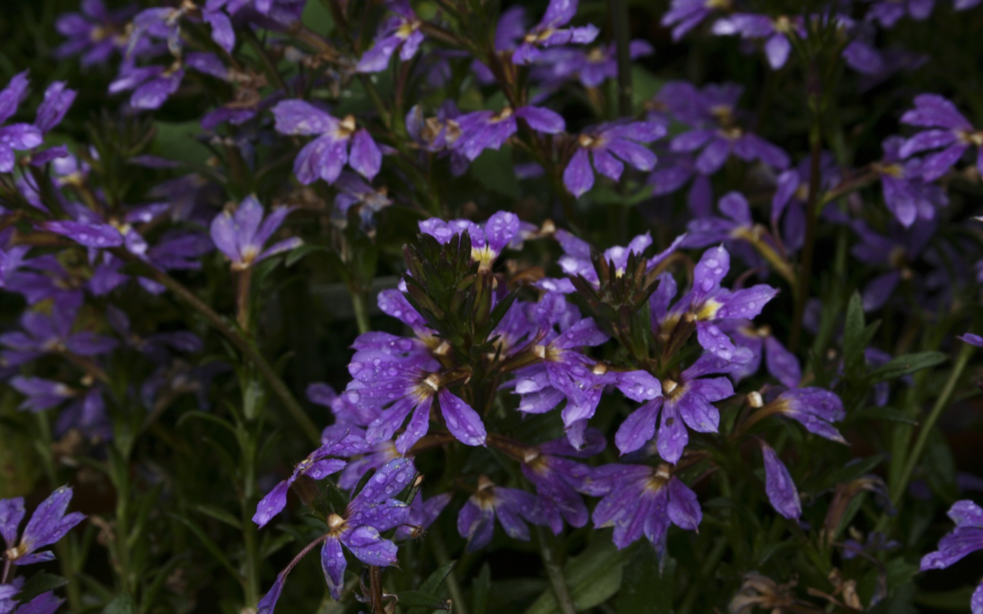 小清新,静物写真,花卉