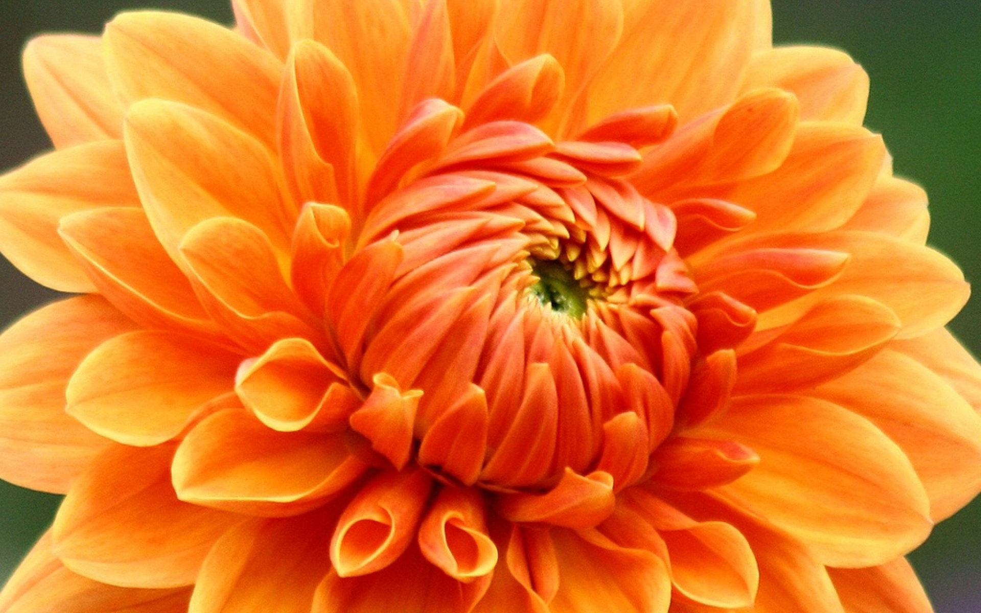 小清新,静物写真,菊花,植物,儿童桌面专用