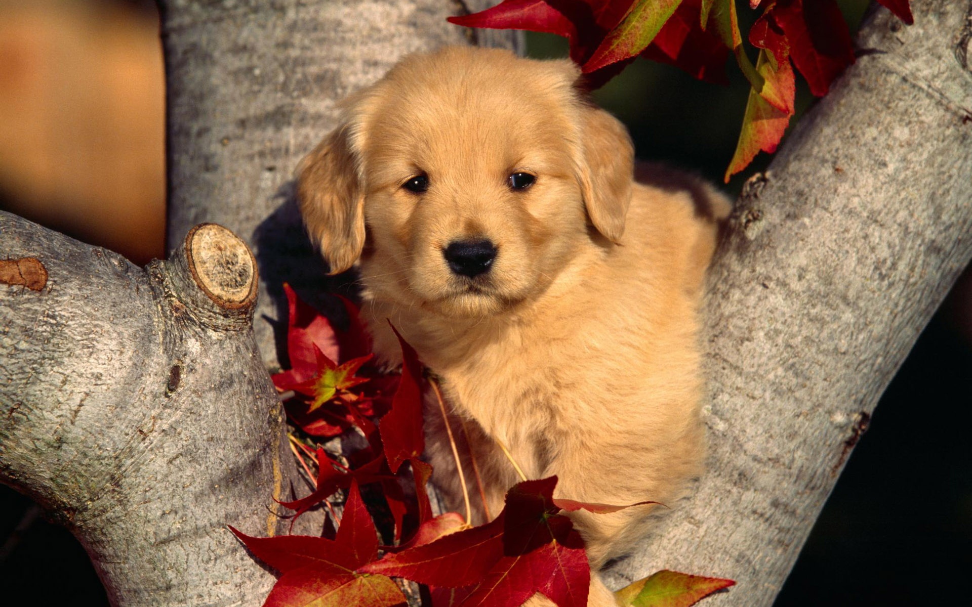 汪星人,儿童桌面专用