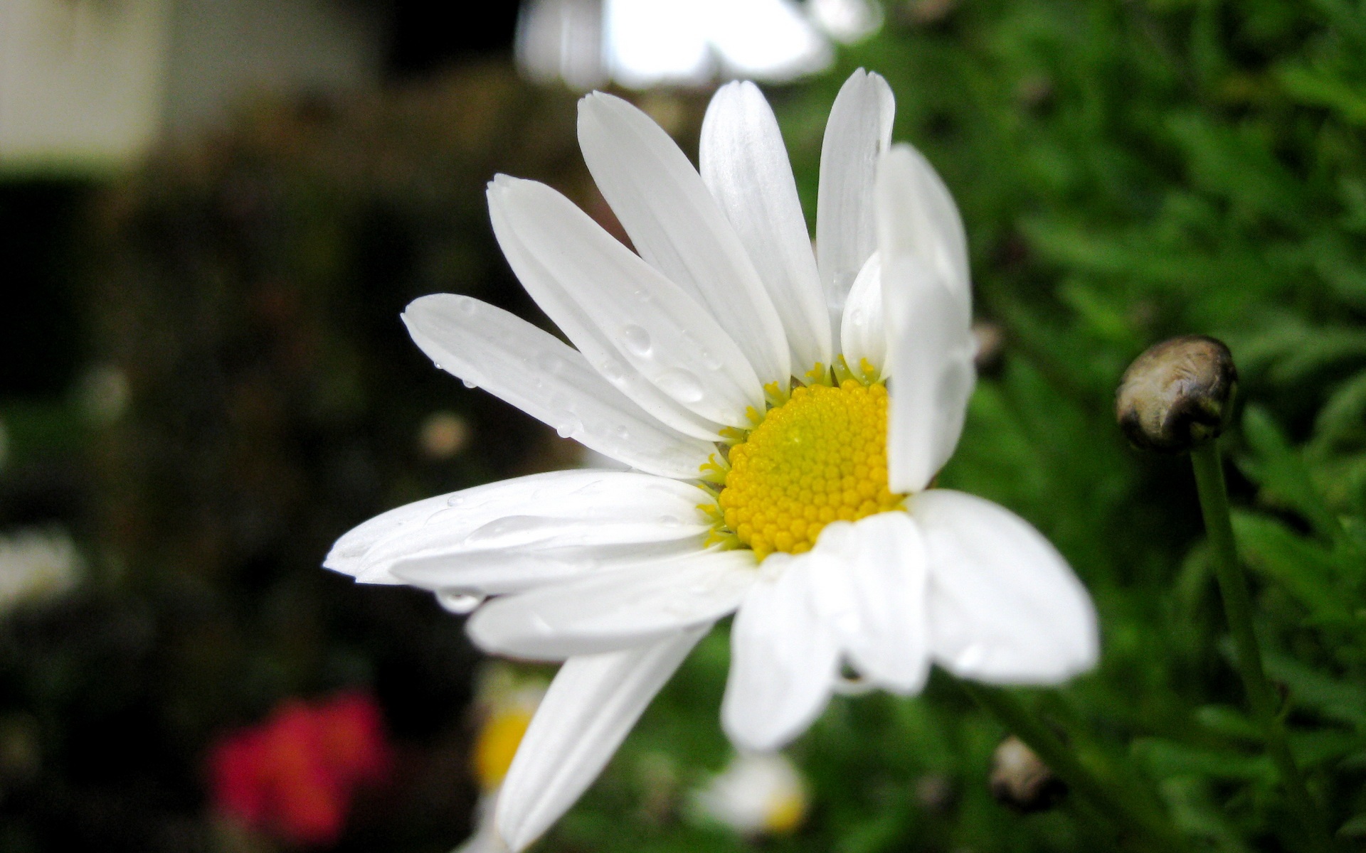 小清新,娇艳欲滴,花卉,儿童桌面专用