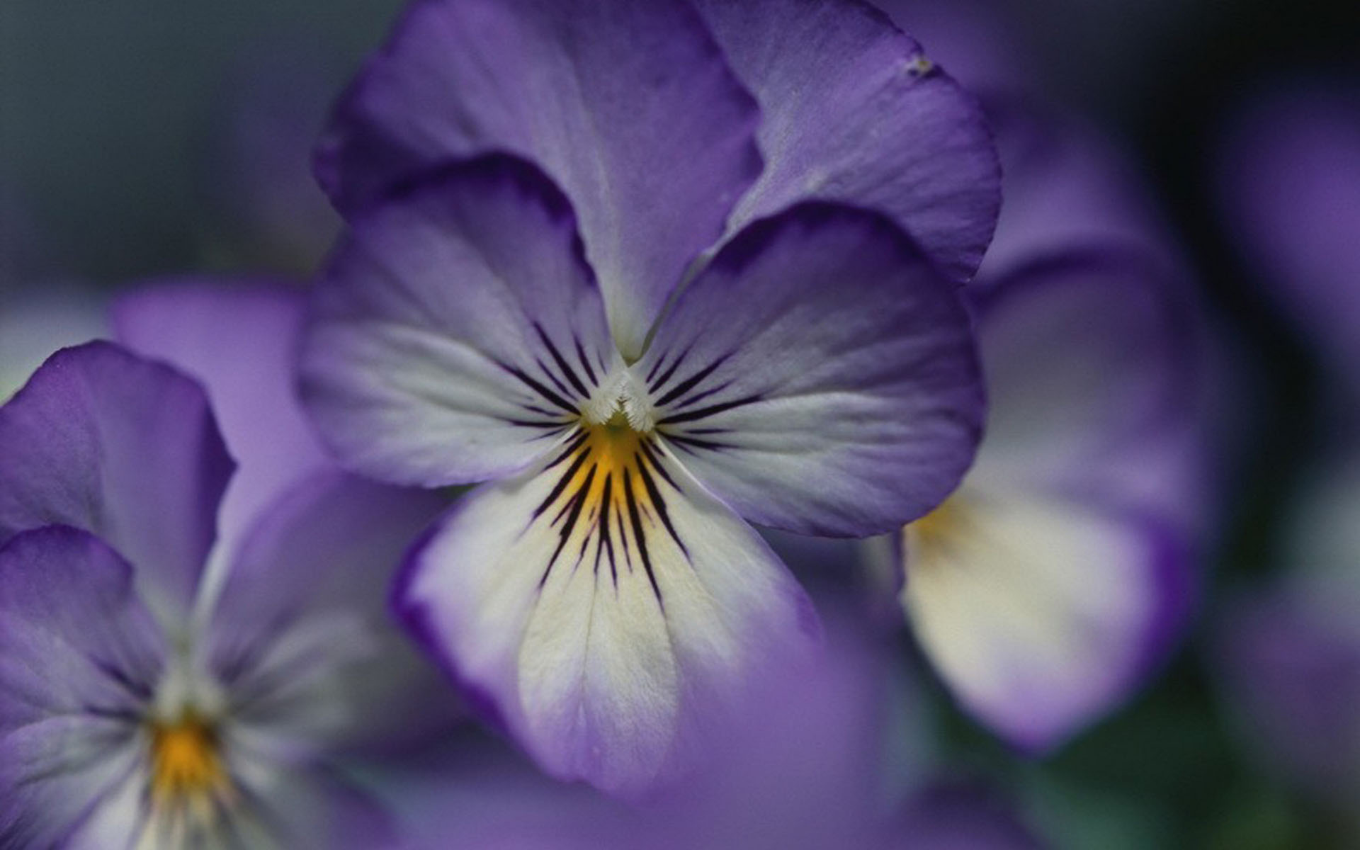 兰花,花卉,紫罗兰,娇艳欲滴,儿童桌面专用