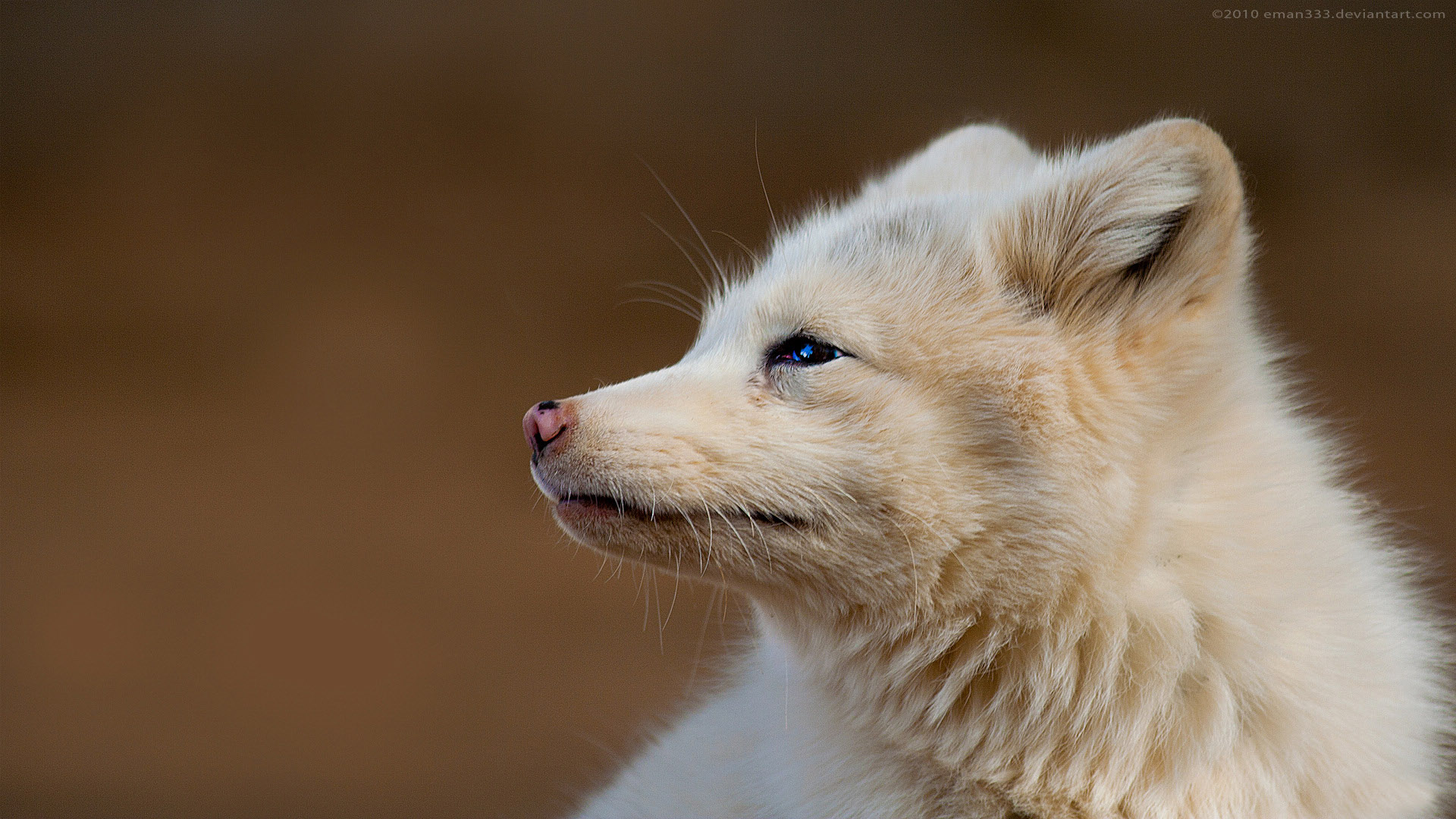 动物,北极狐,狐狸,极地物种,儿童桌面专用