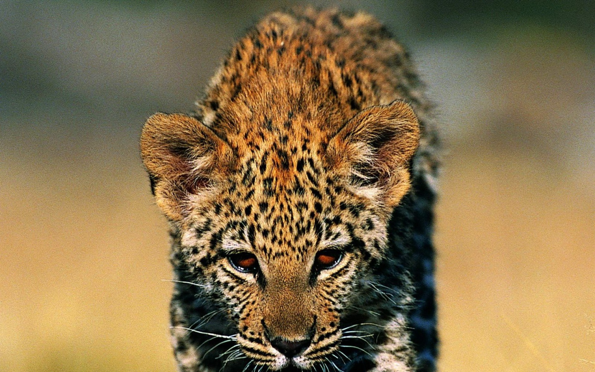 猫科,野兽,动物,2012Y十一月09D,儿童桌面专用