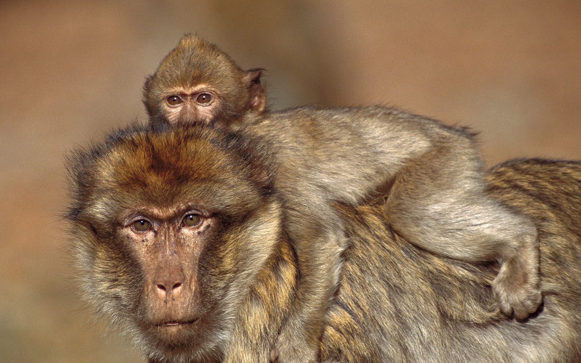 萌宠动物,野生动物,猴子,儿童桌面专用