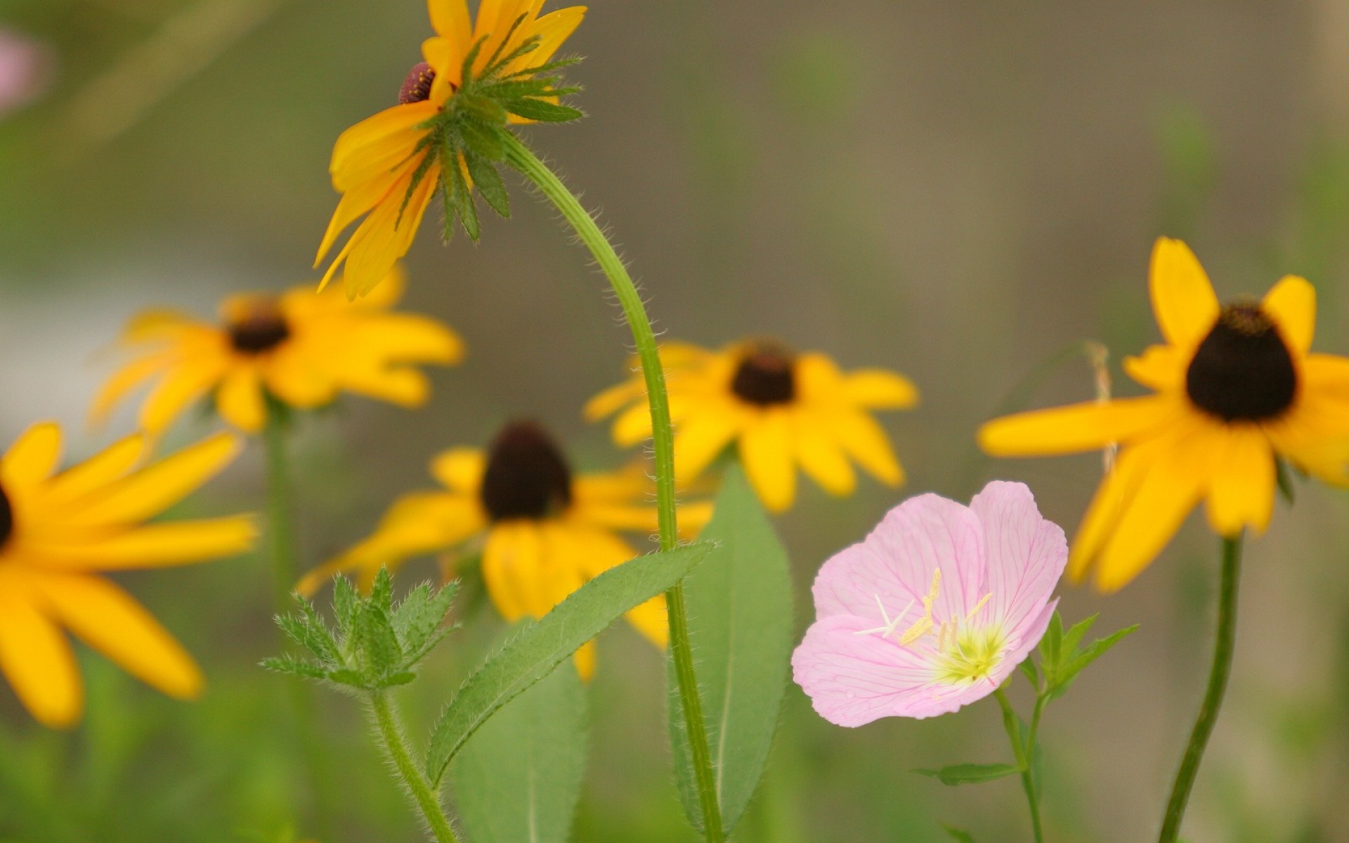 小清新,清新淡雅,花卉,儿童桌面专用