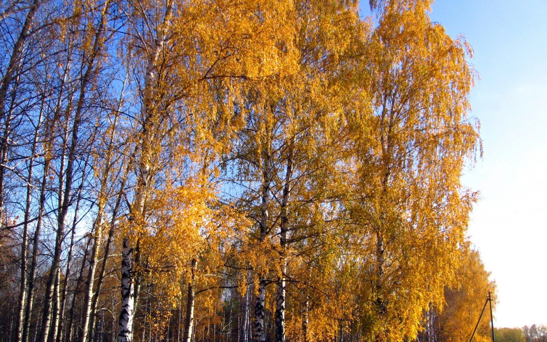 风景,秋意正浓,2012Y十一月05D,儿童桌面专用