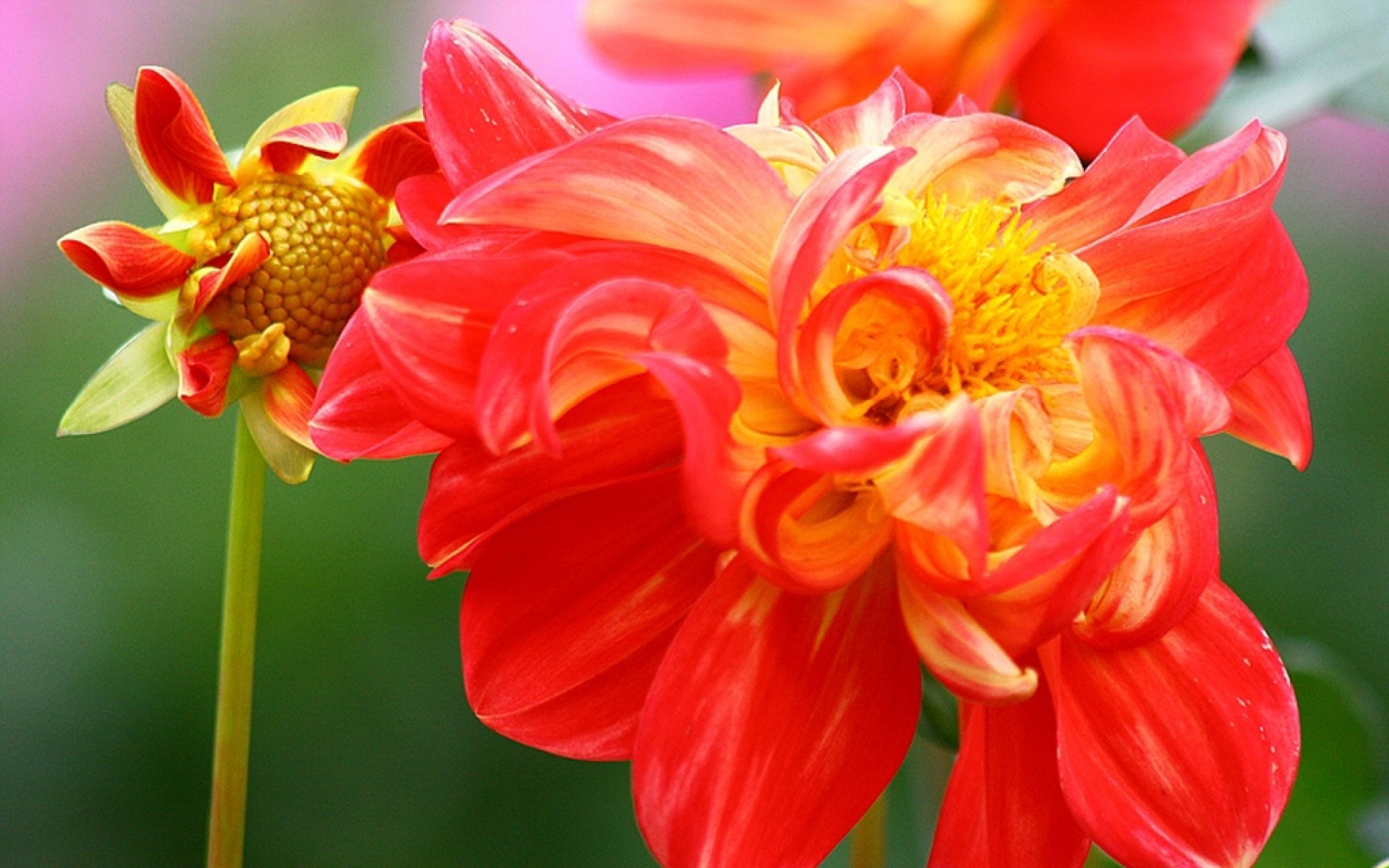 小清新,静物写真,菊花,植物,儿童桌面专用