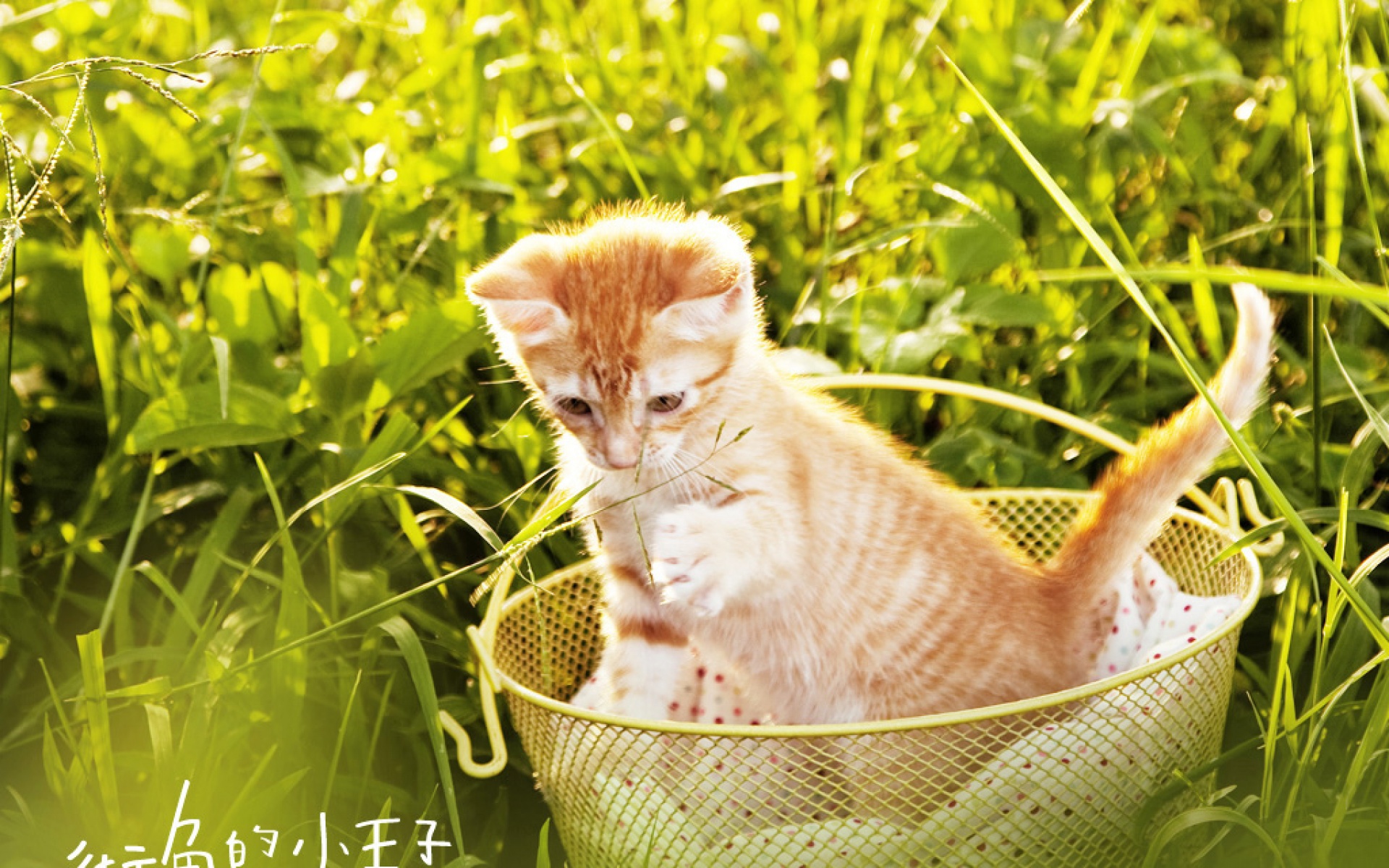 街角的小王子,影视,电影,2012Y十月30D