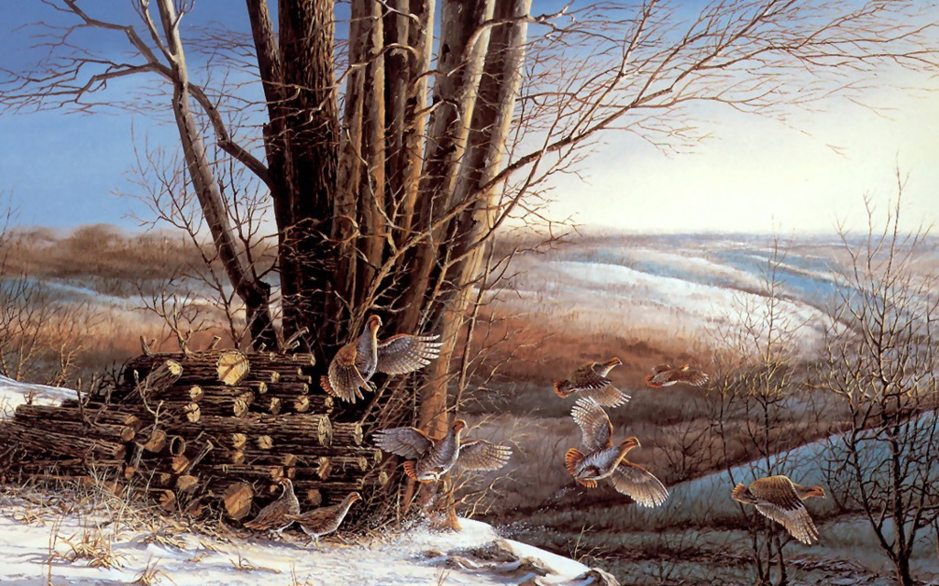 动物,绘画,风格,2012Y十一月10D,儿童桌面专用