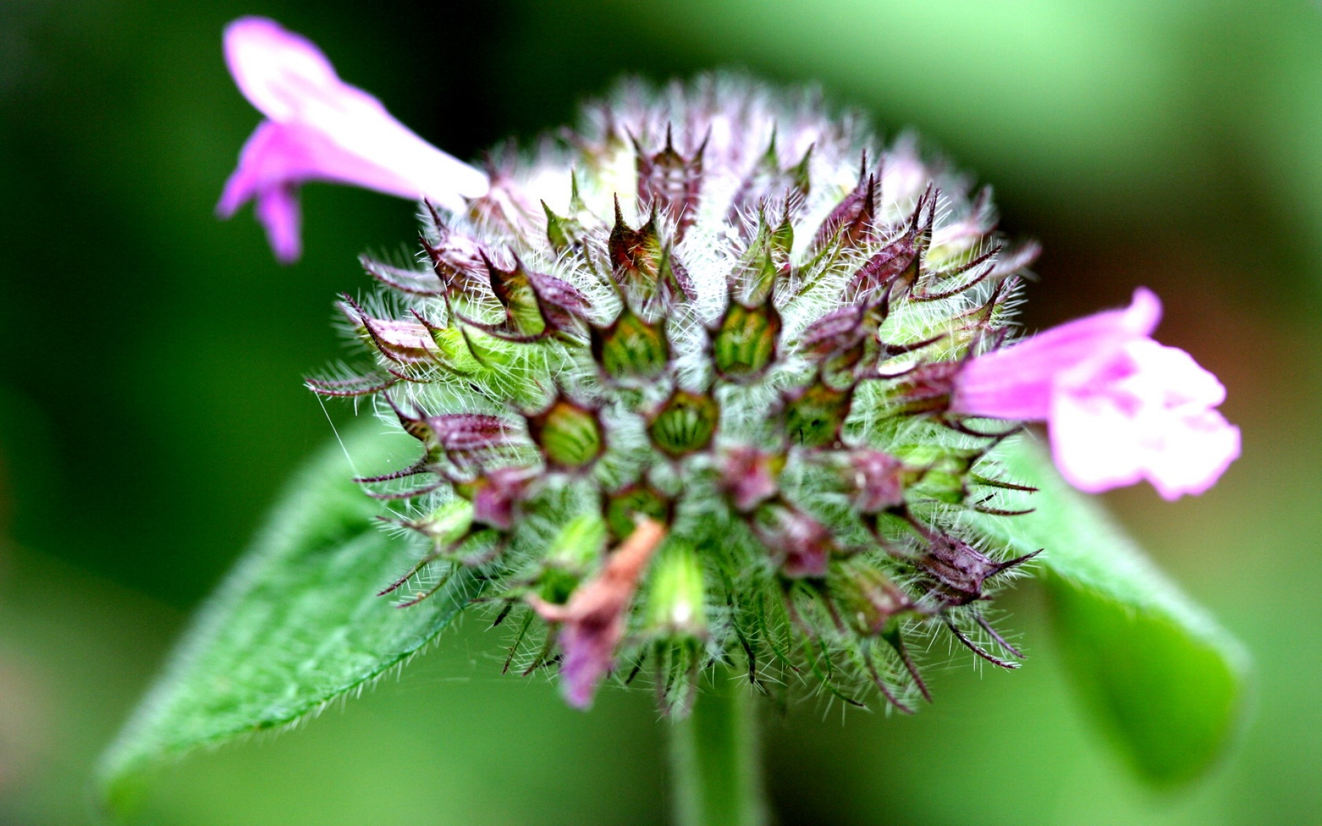 小清新,静物写真,静物,植物,儿童桌面专用